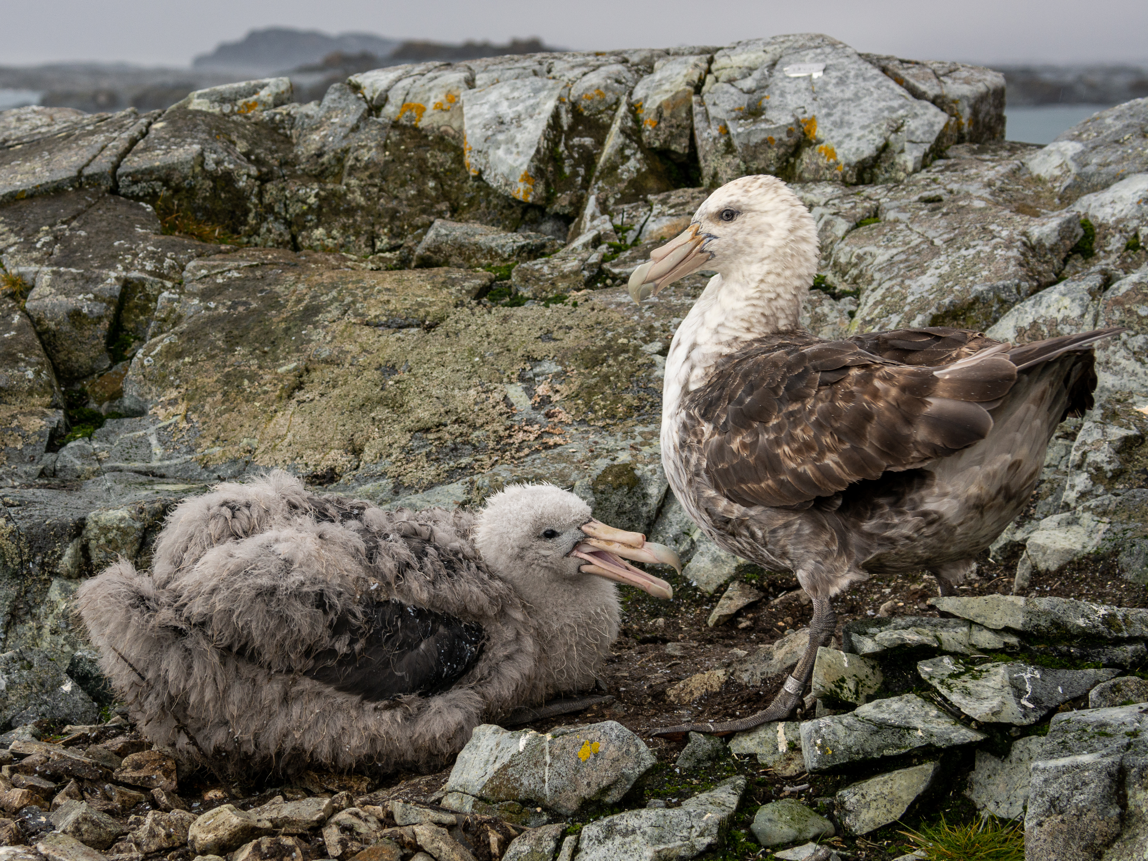 A baby bird in a rocky nest next to an adult. 