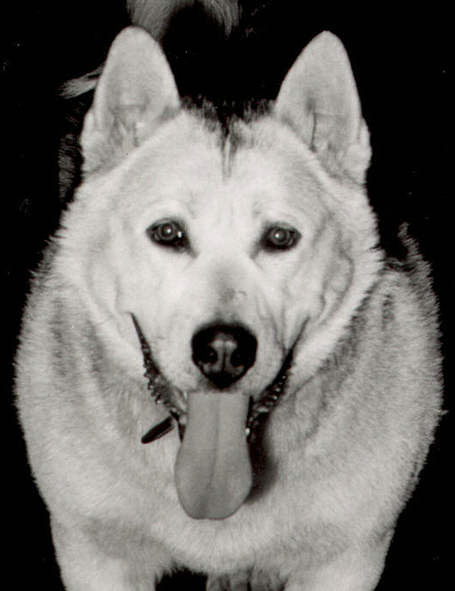 Portrait of a dog.
