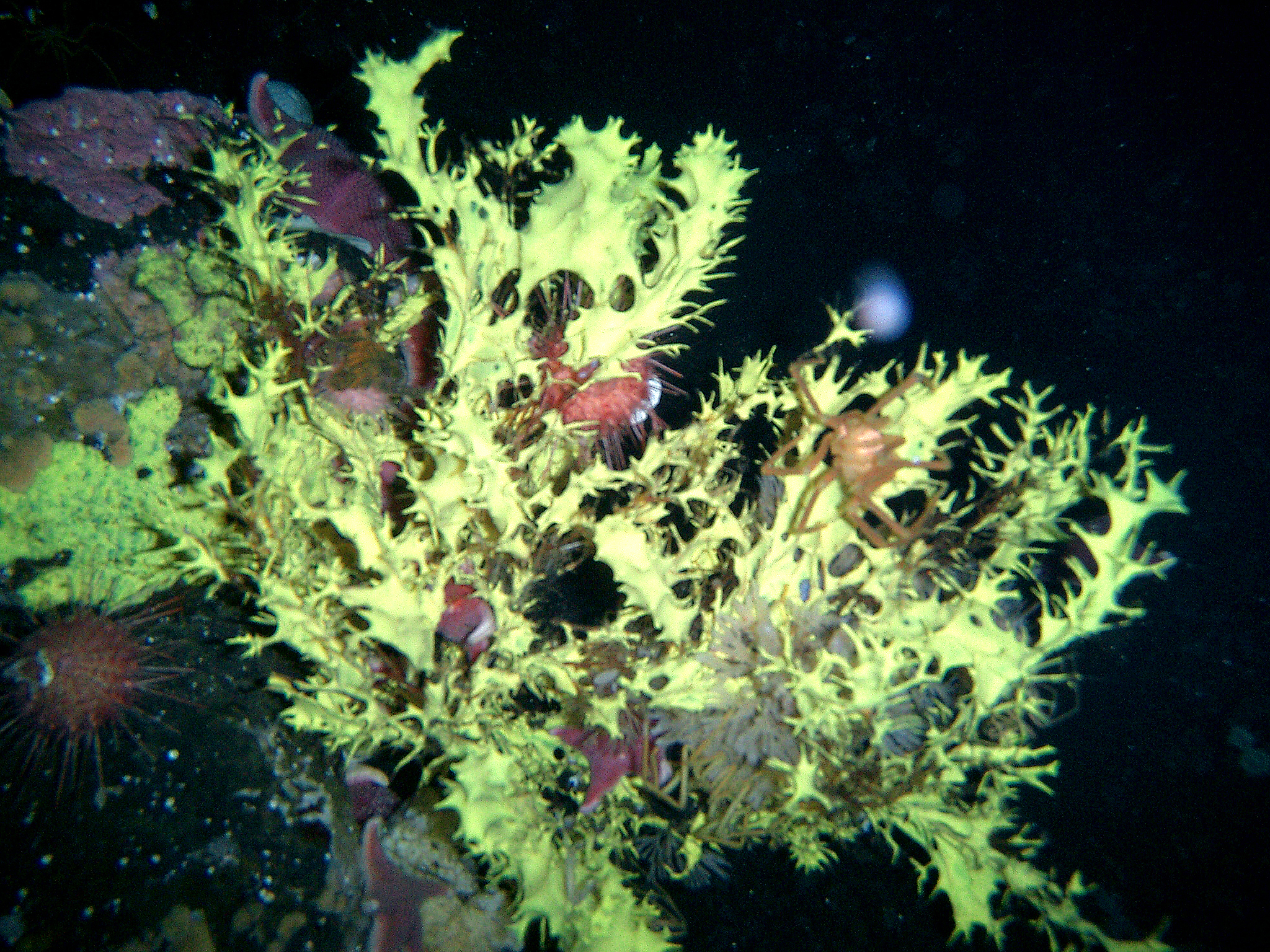 A green sponge sits in the water.