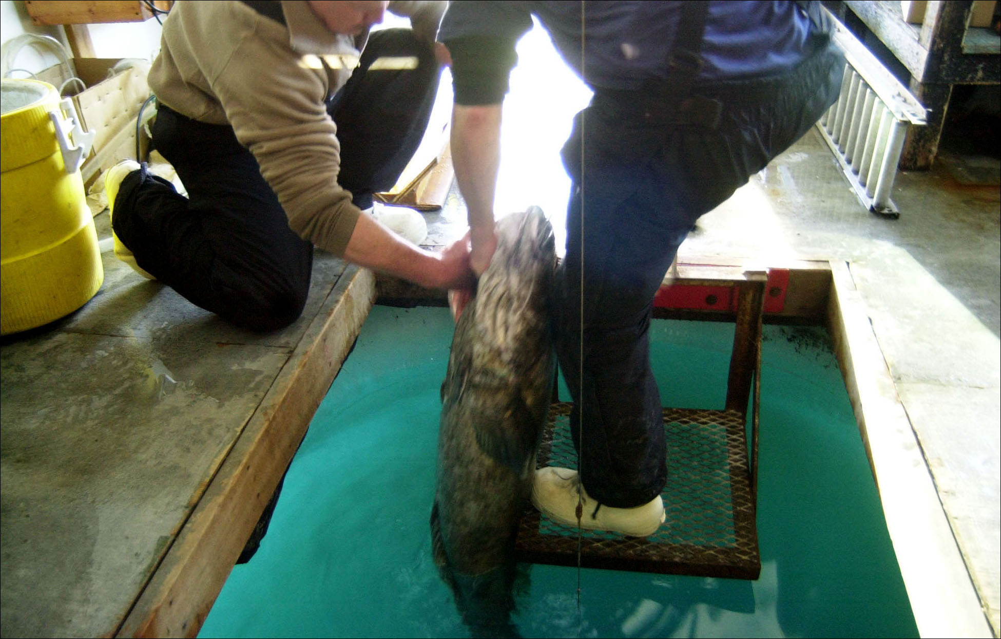 Two men pull a fish out of ice hole.