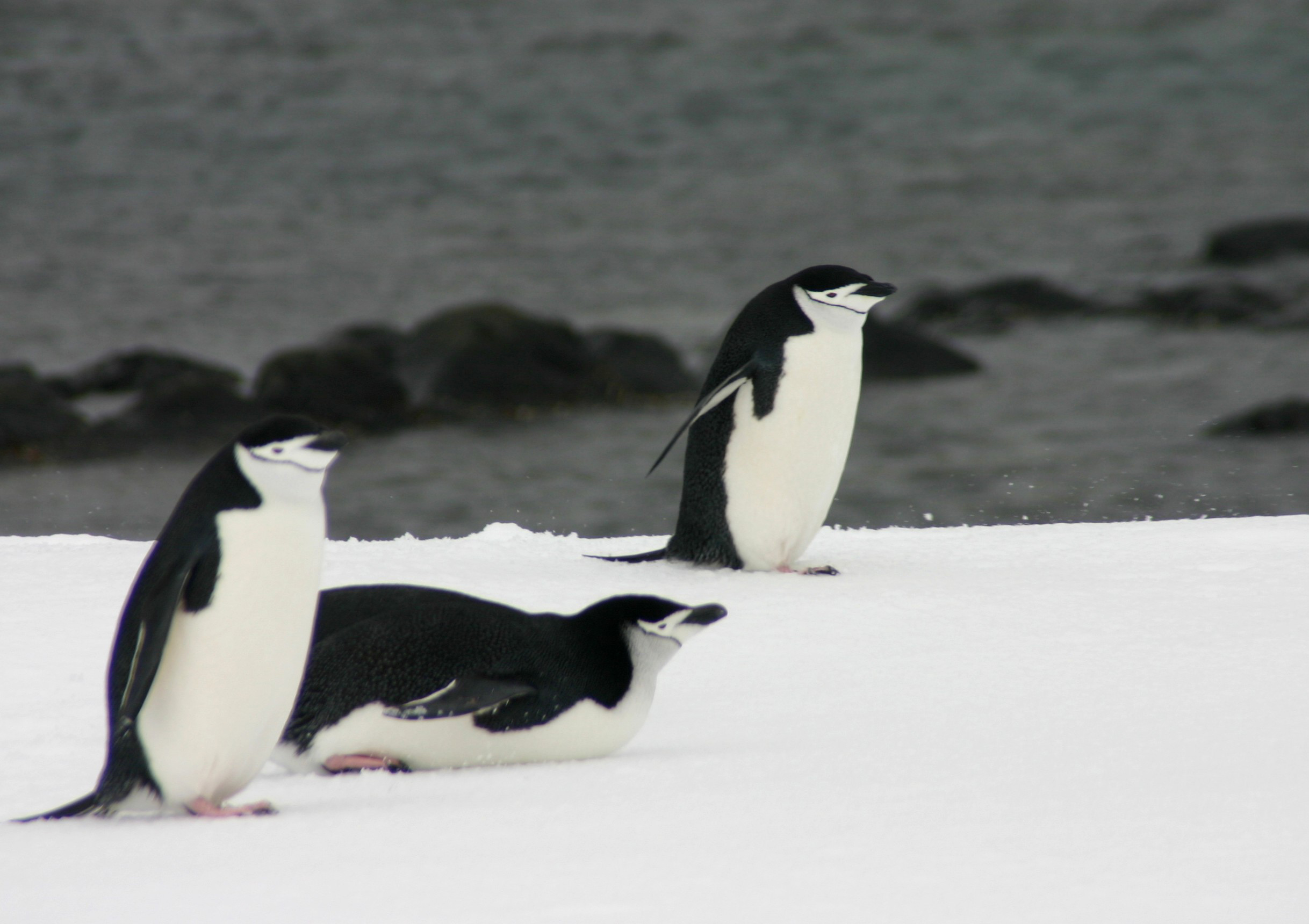 Penguins.