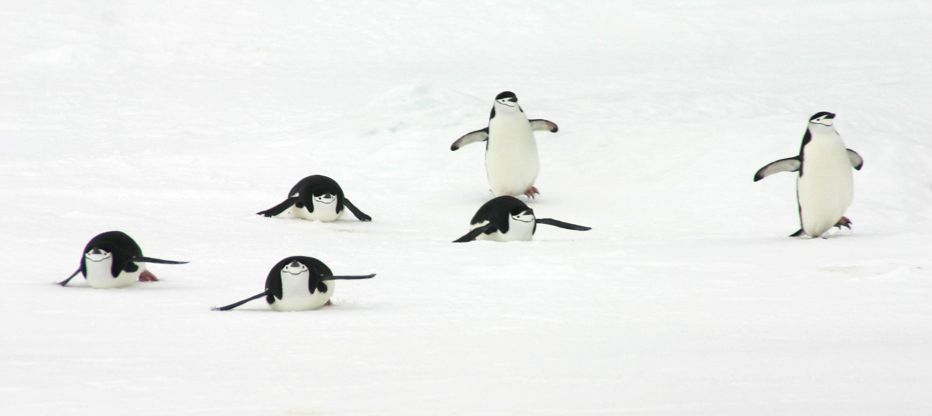 Penguins move across ice. 