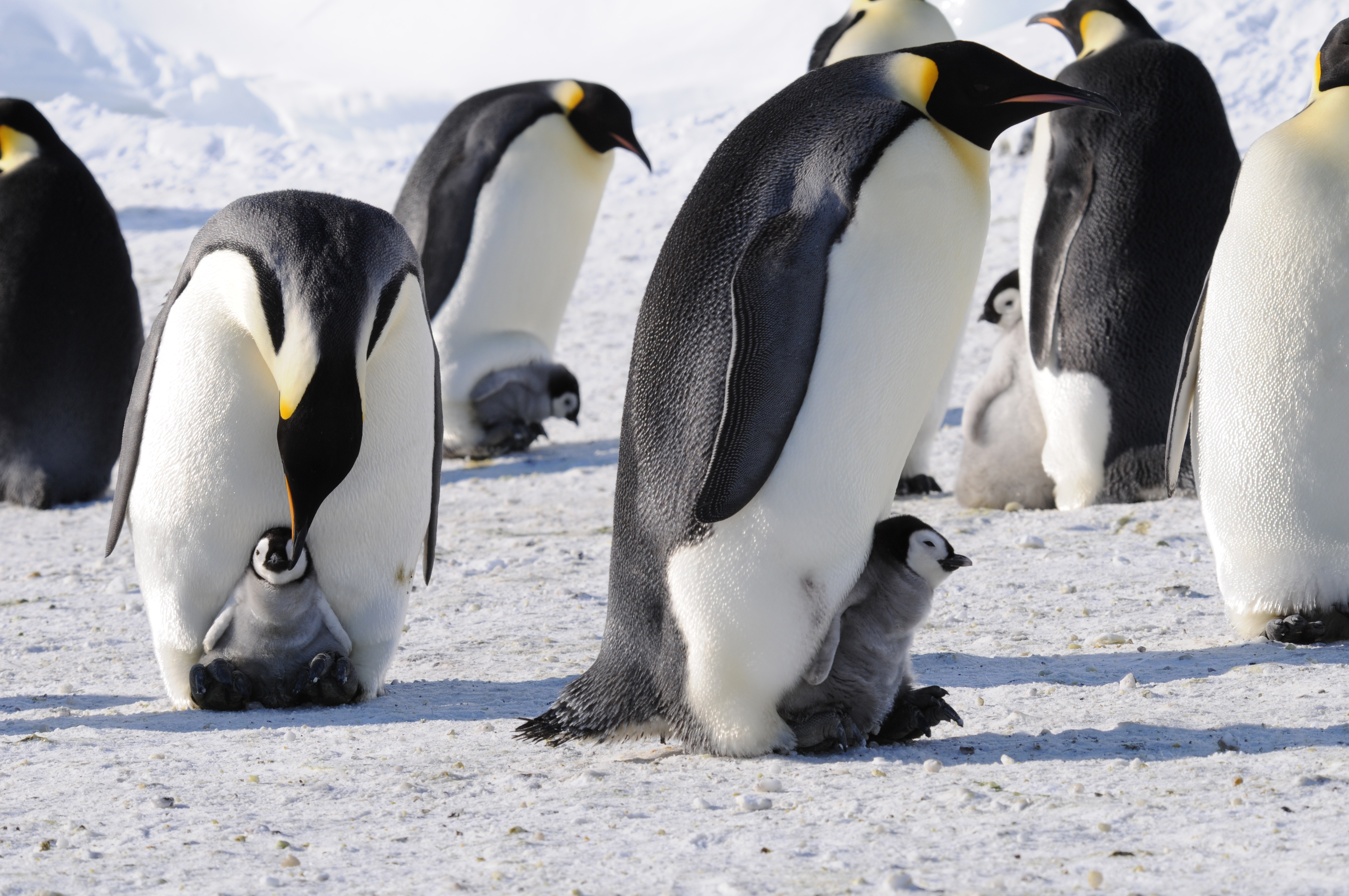 Emperor penguins