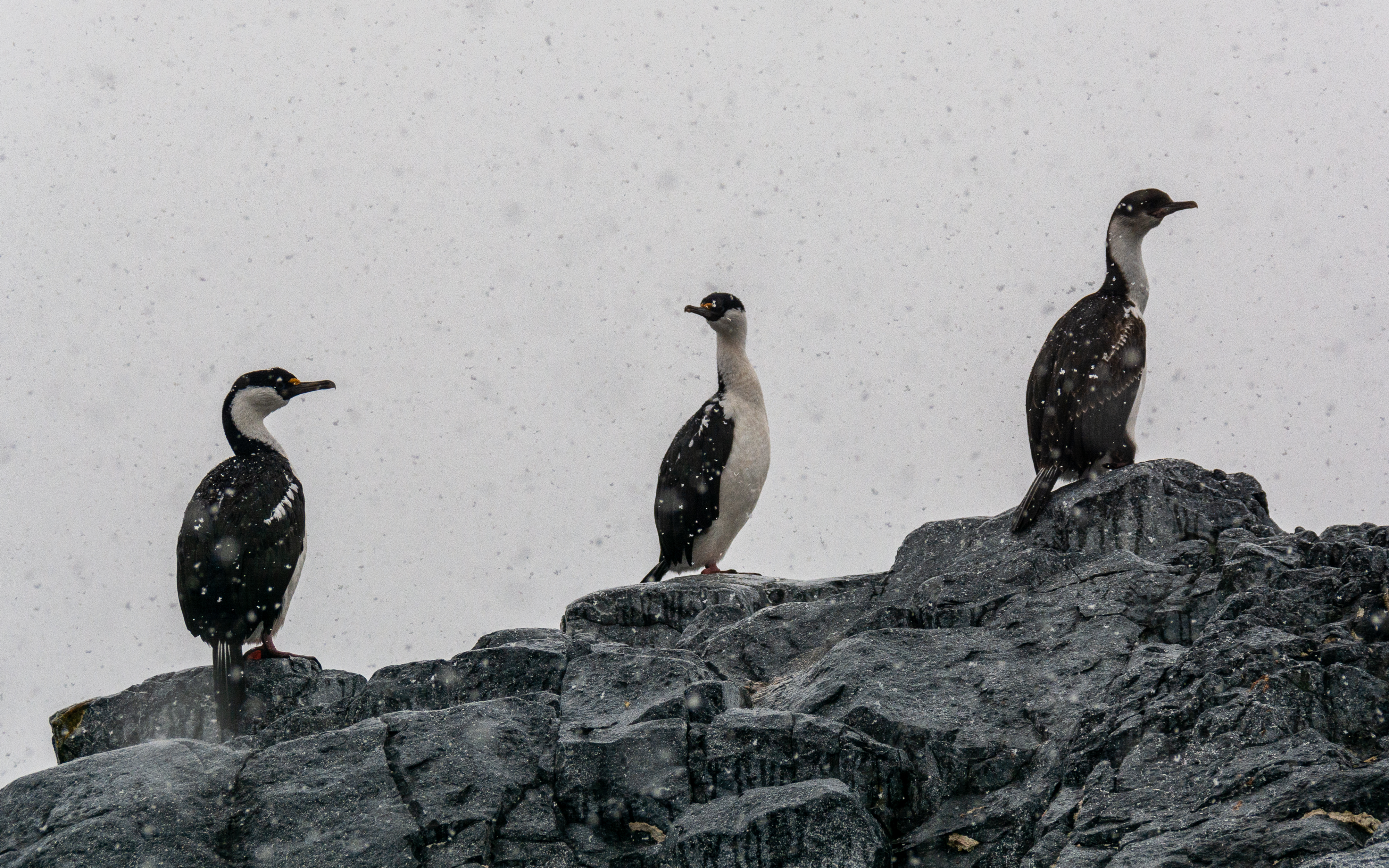 Three seabirds perch on a rock in the snow.