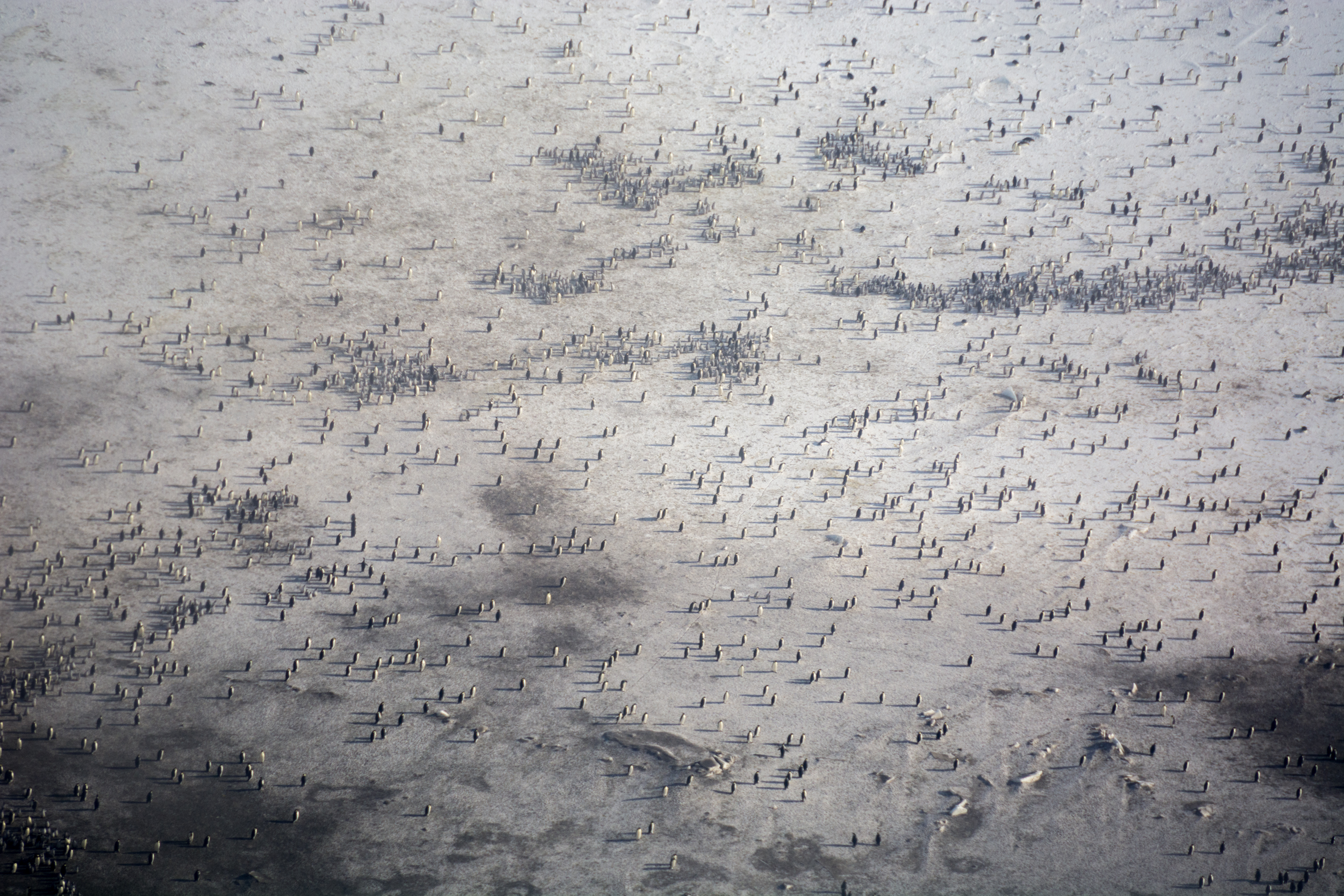 An aerial view of hundreds of penguins on snow covered ground.