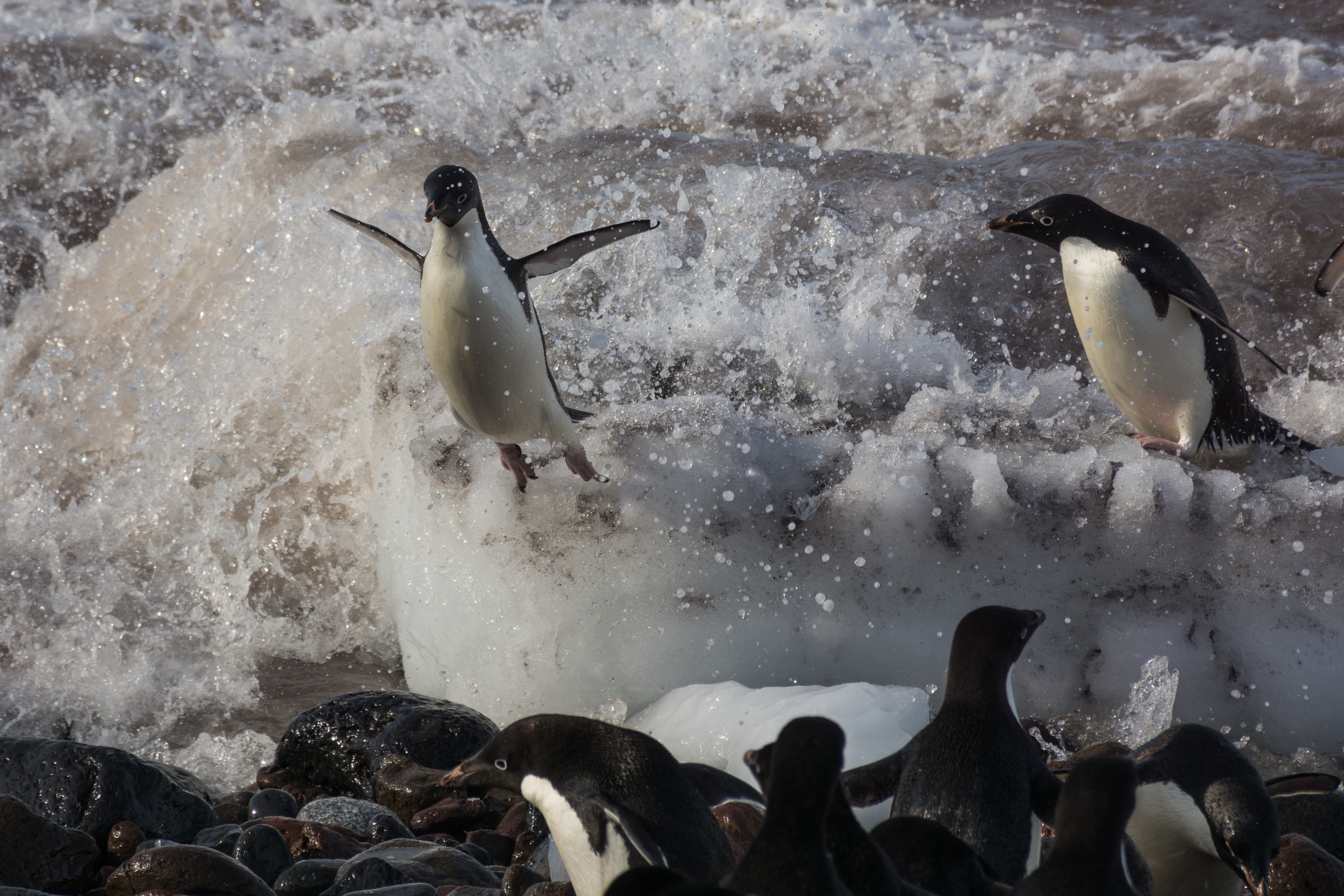 A penguin jumping out of a crashing wave.