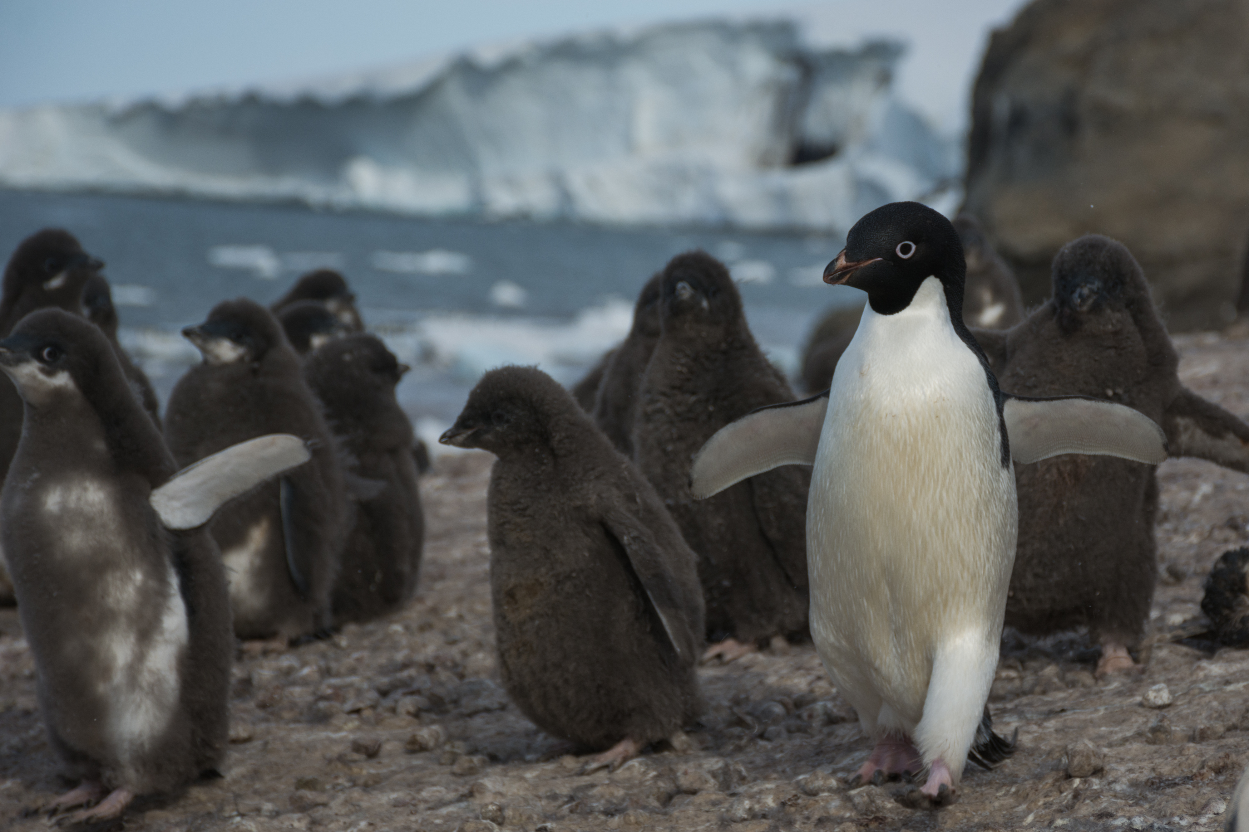 An adult penguin walks by several chicks.