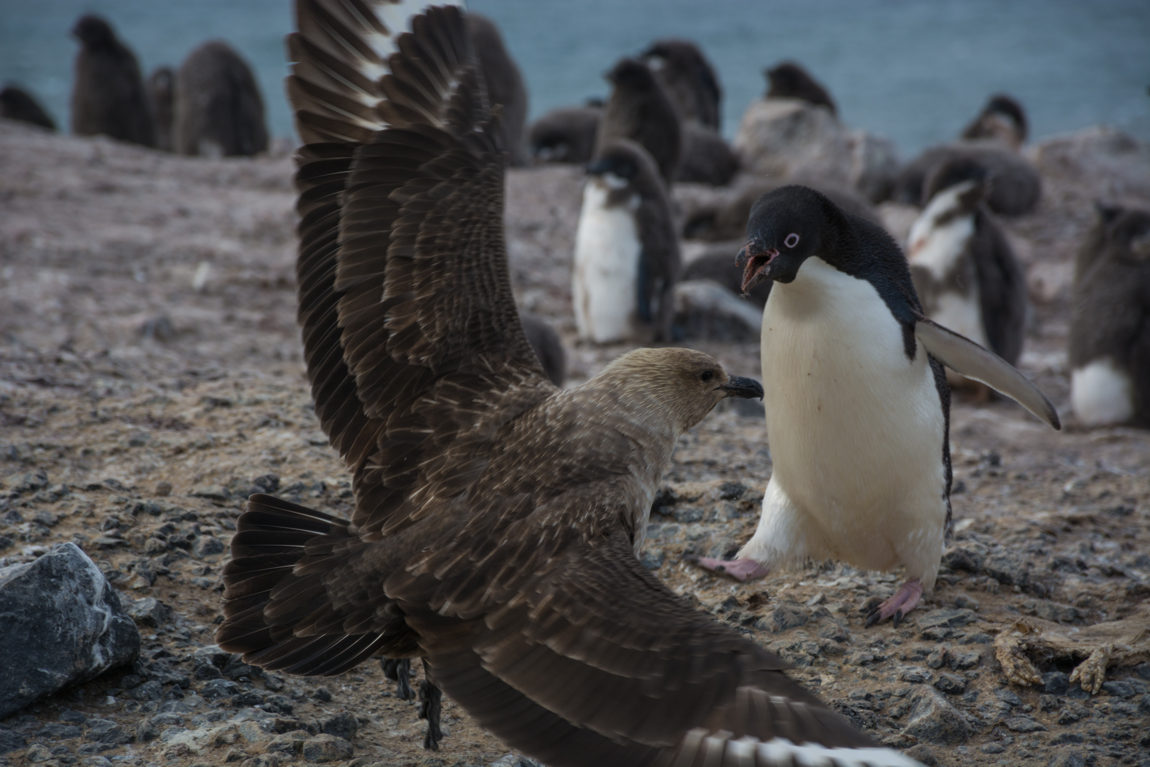 A penguin squawks at a skua. 