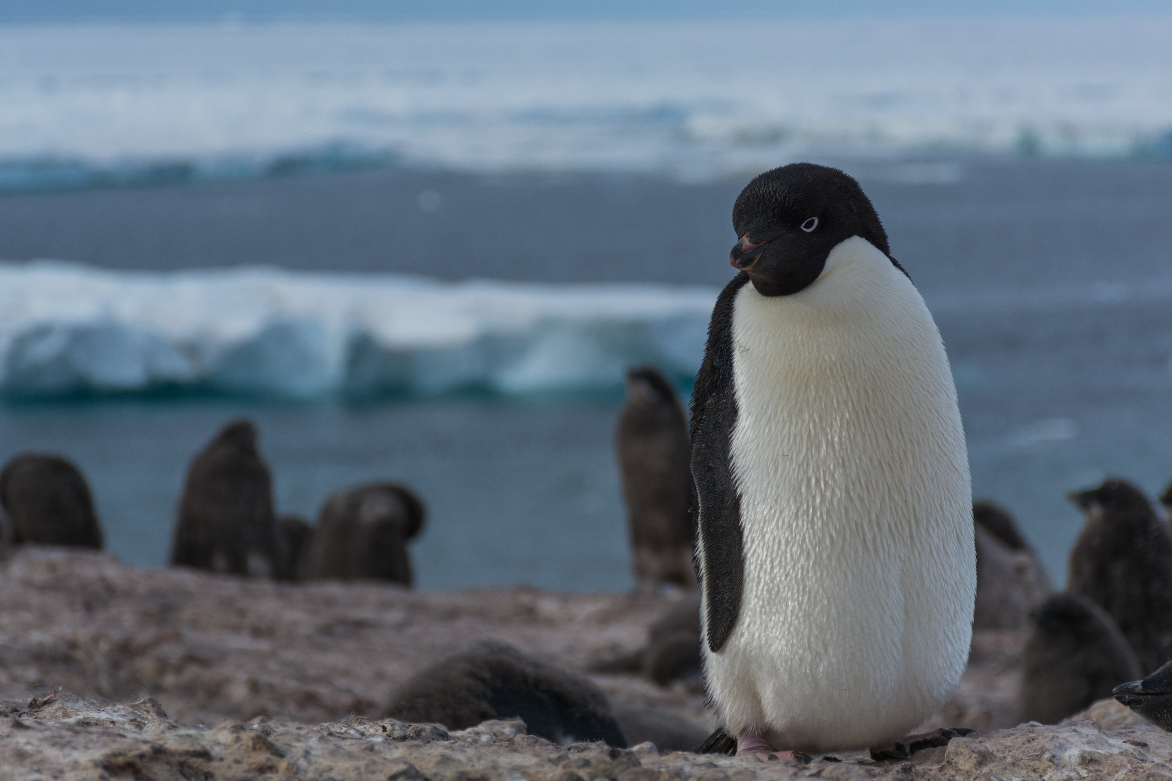 A penguin standing in front of the ocean.