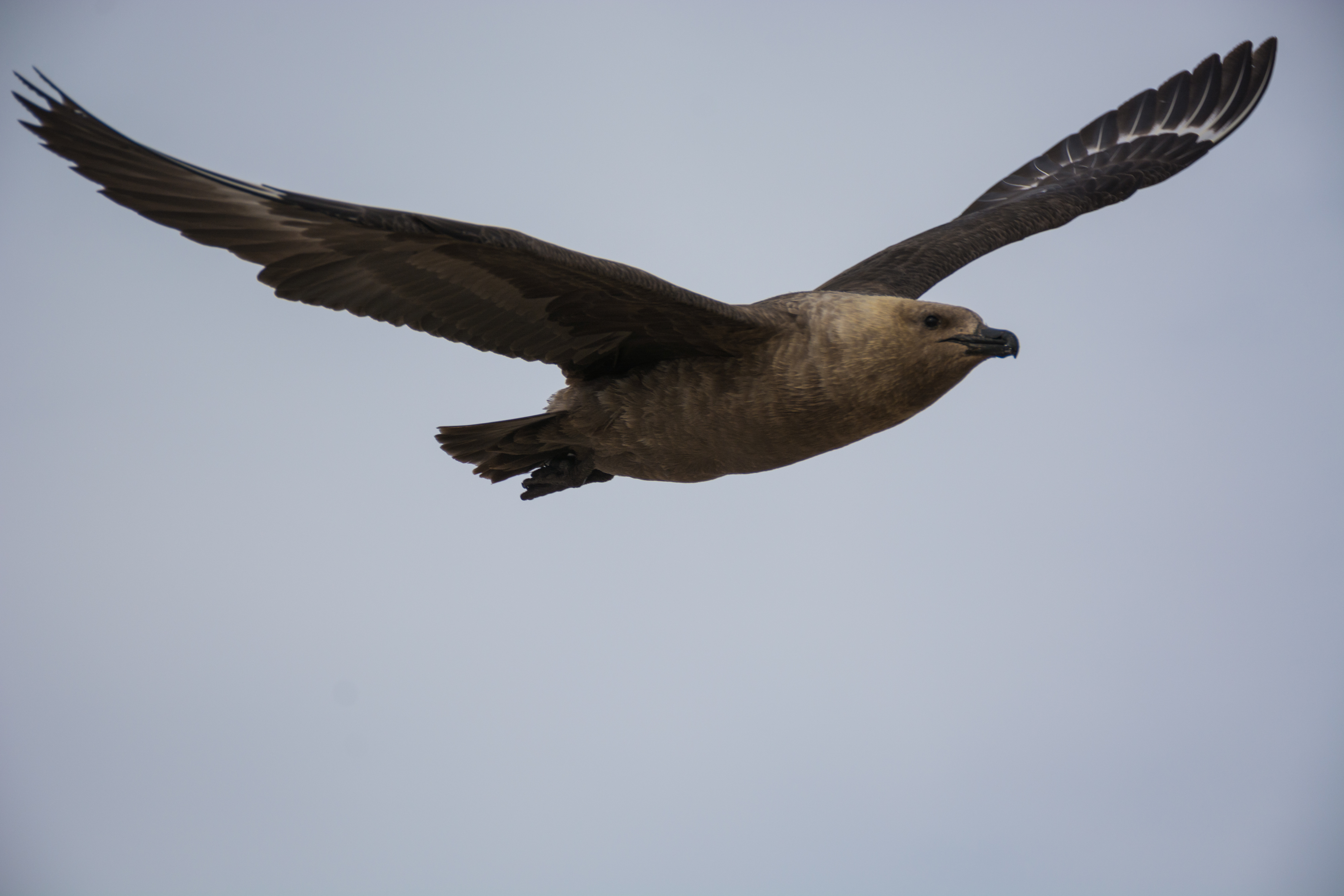 A bird in flight.