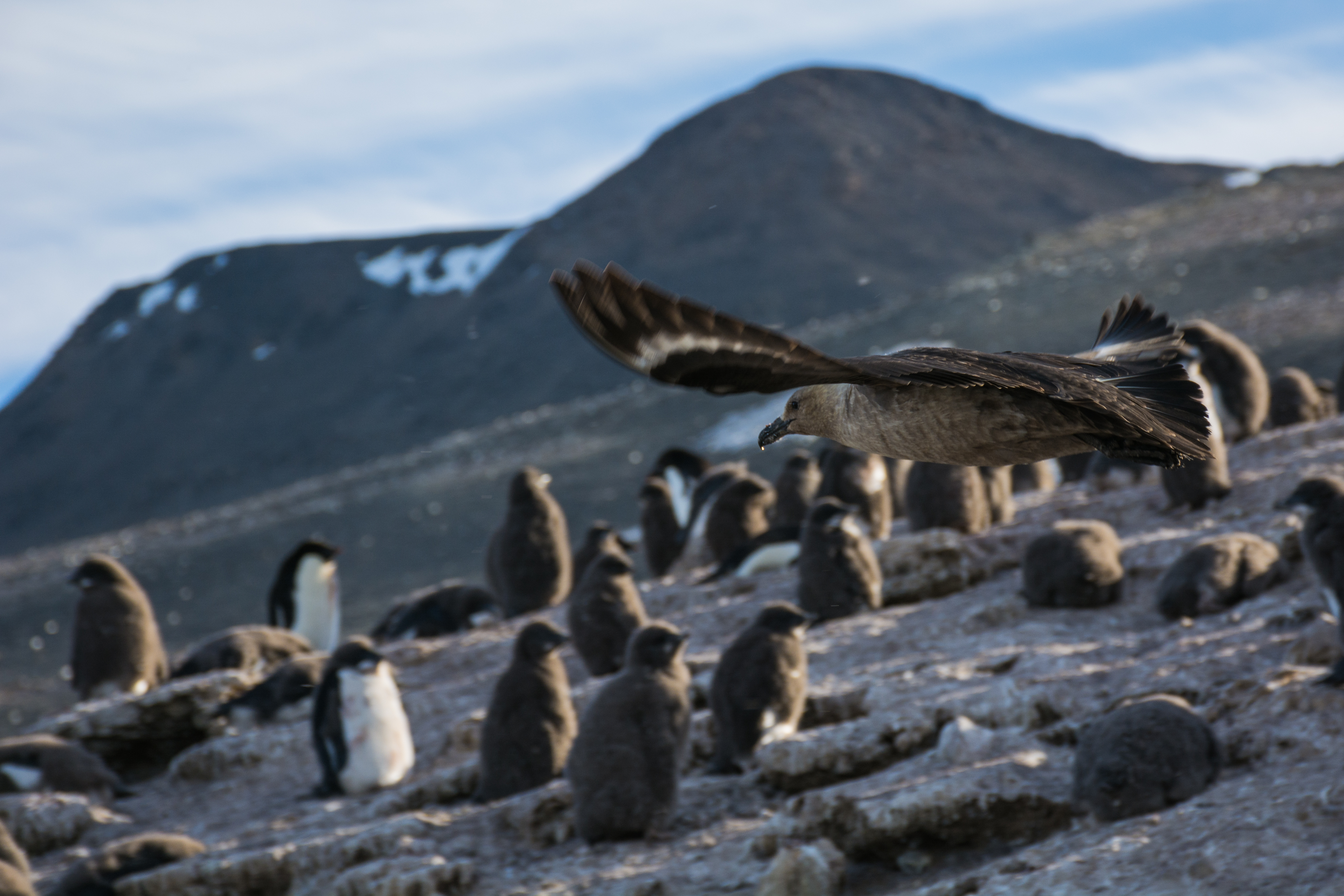 A skua flies in front of penguin chicks. 