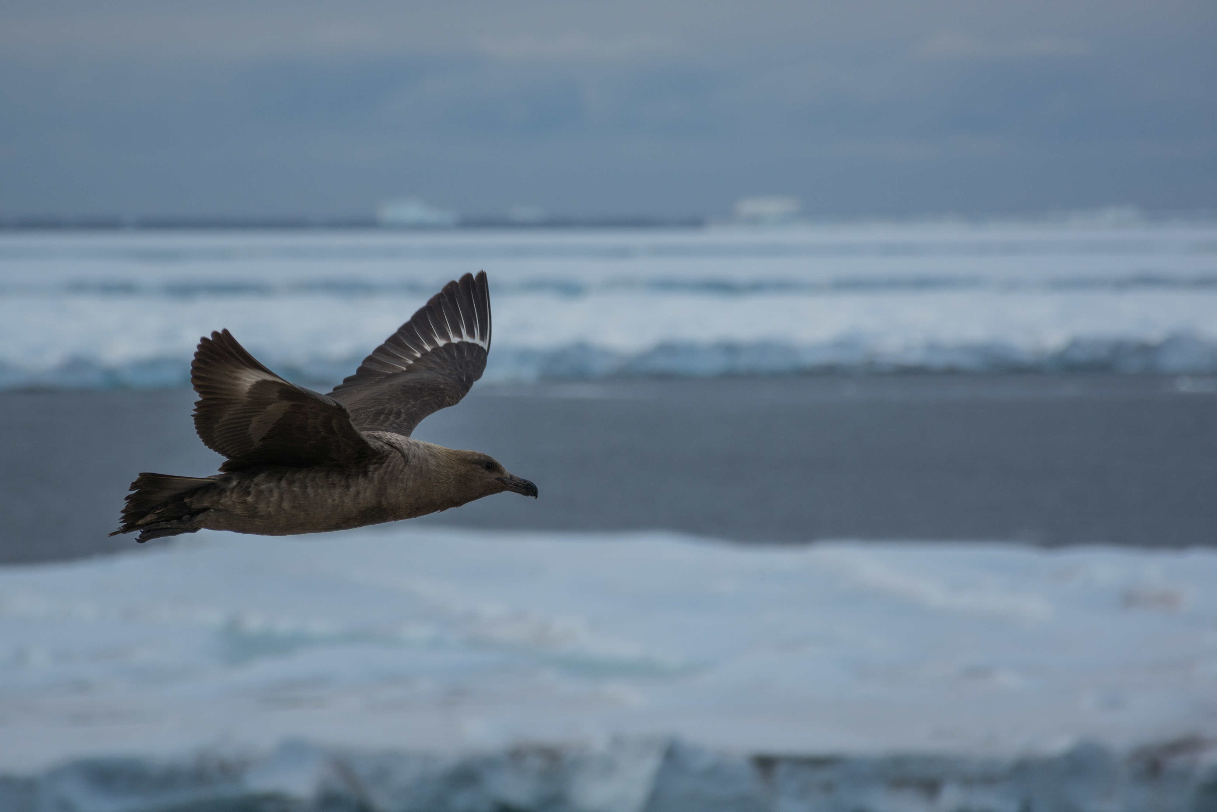 A skua flies in front of floating ice.