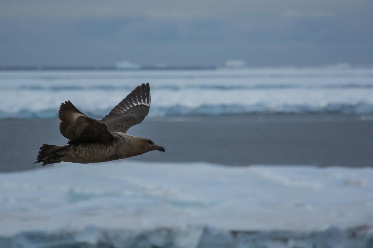 Antarctic Photo Library - Photo Details - Crozier_skua_flying_Ice_2.jpg