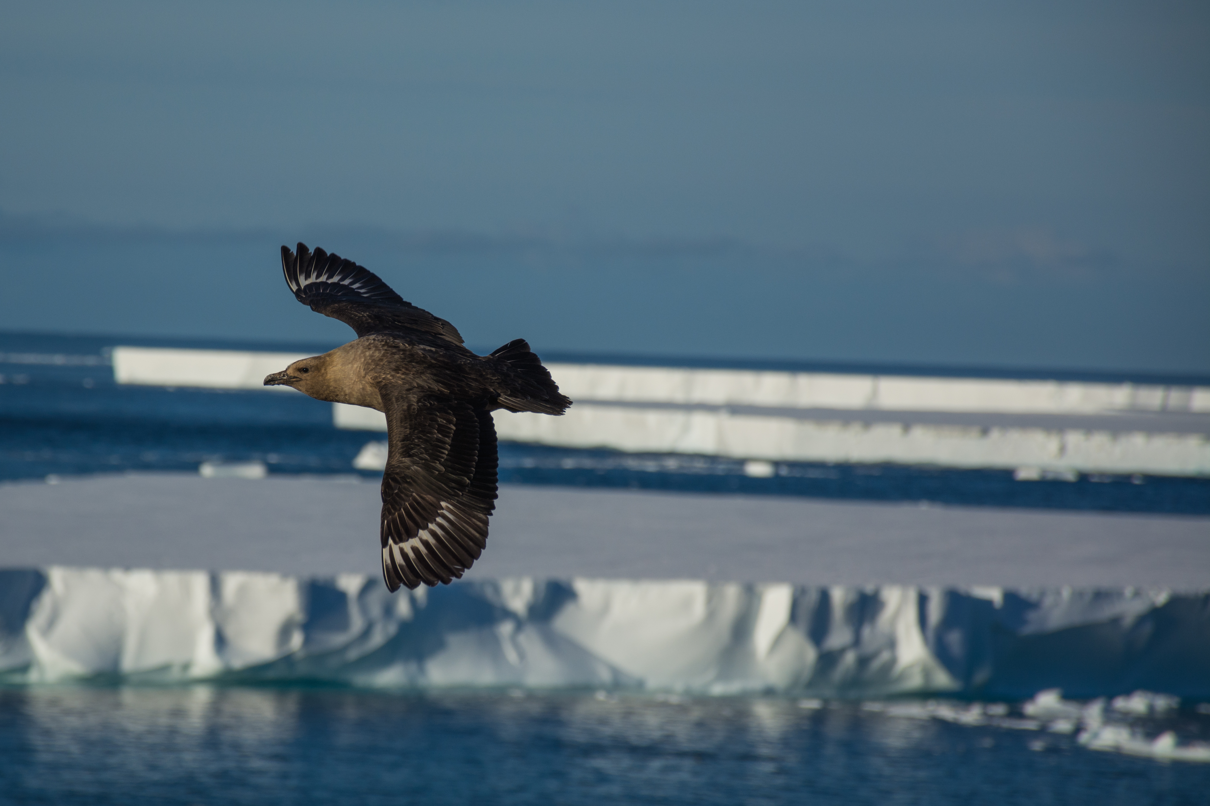 A skua flies in front of floating ice