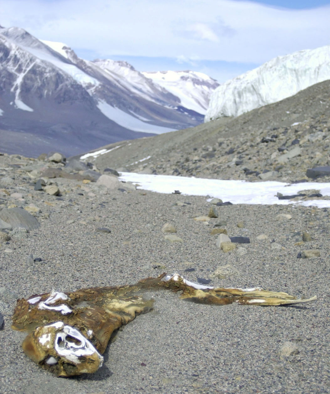 A dehydrated seal carcass lies on rocky ground.