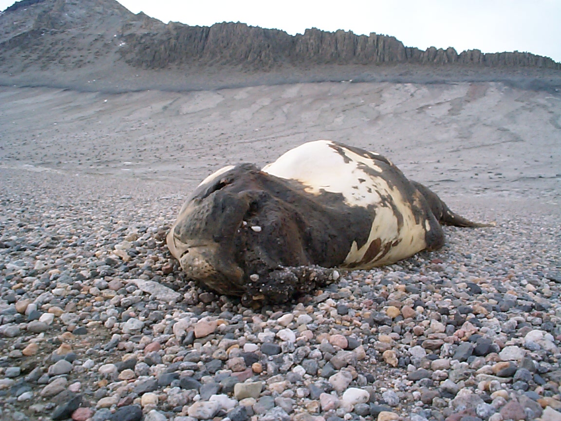 A dead seal lies on gravel.