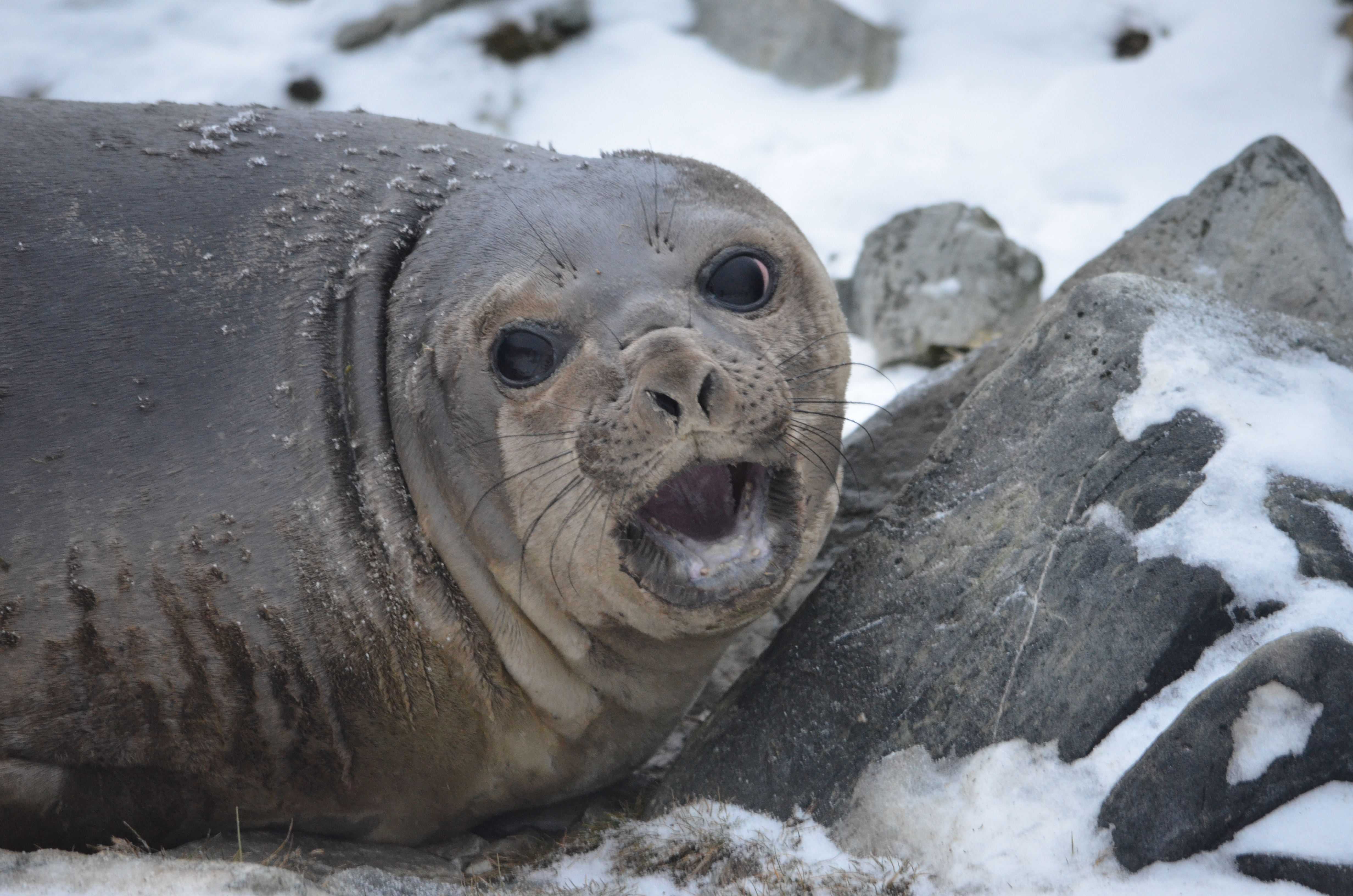 A seal.
