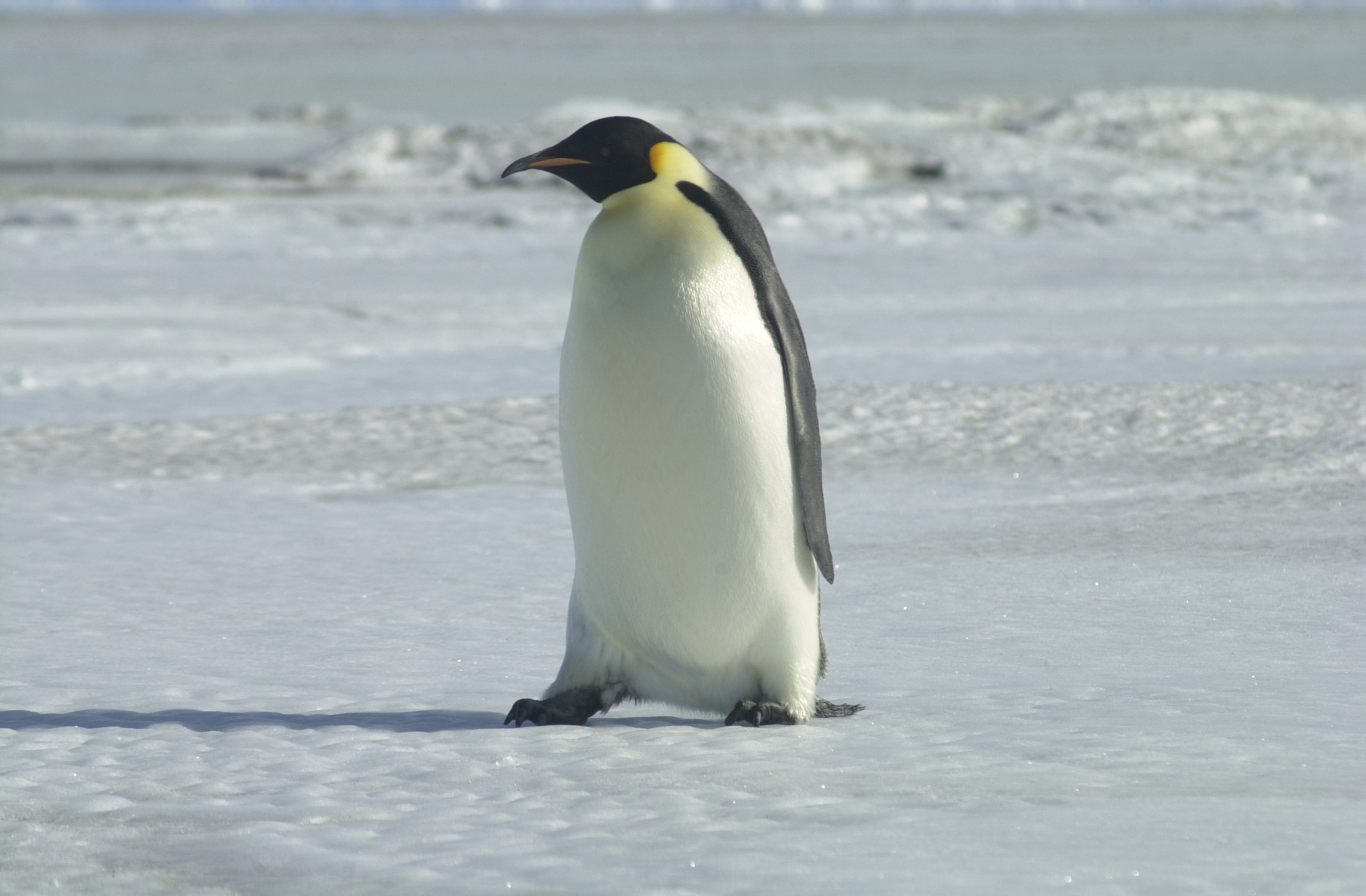 Antarctic Photo Library - Photo Details - EMPERORSTEP.JPG