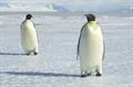 Two penguins walking.