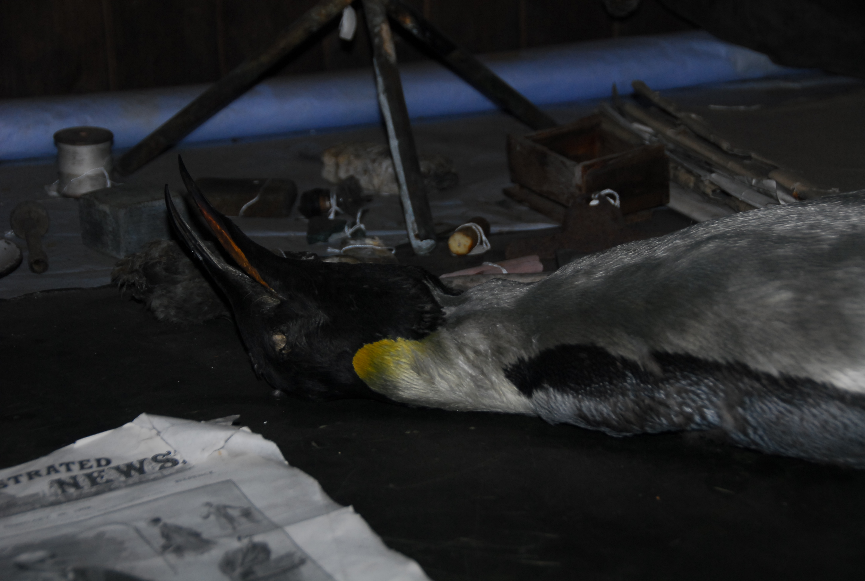 Dead penguin.