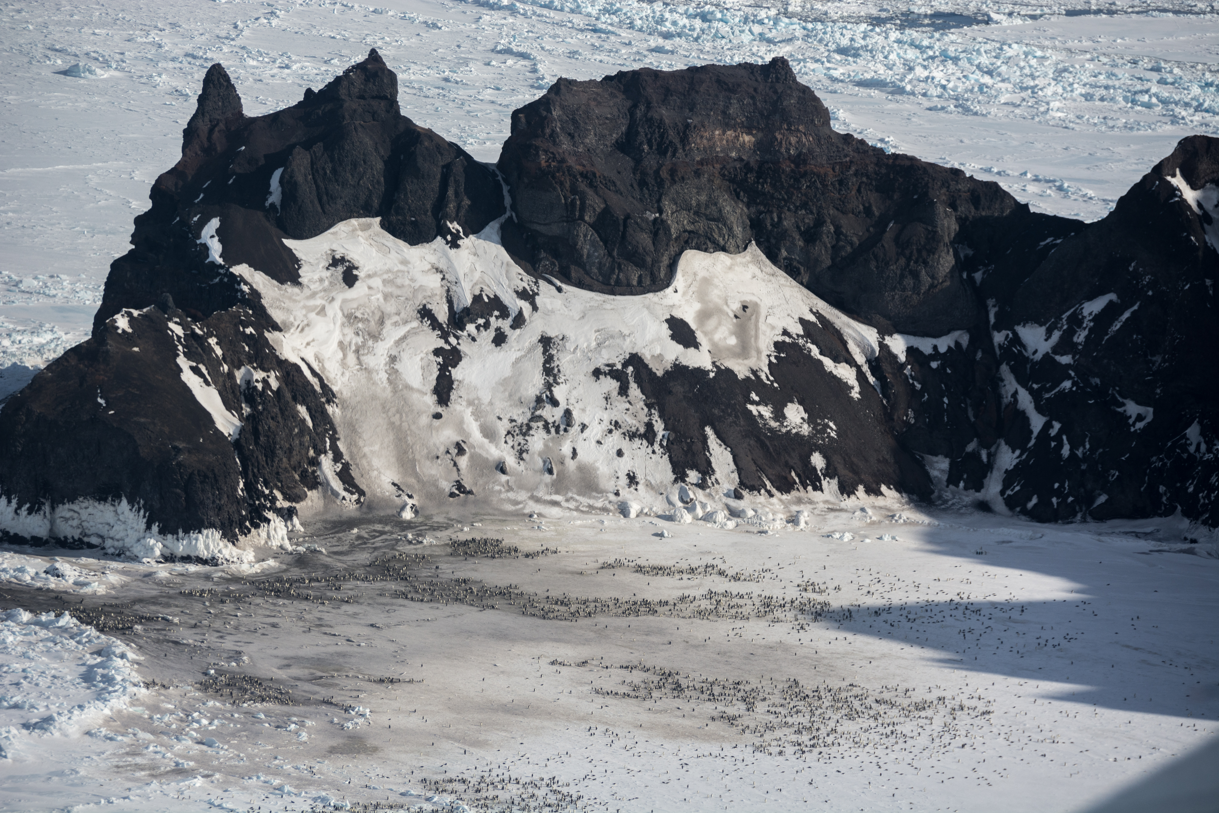 An aerial view of hundreds of penguins.