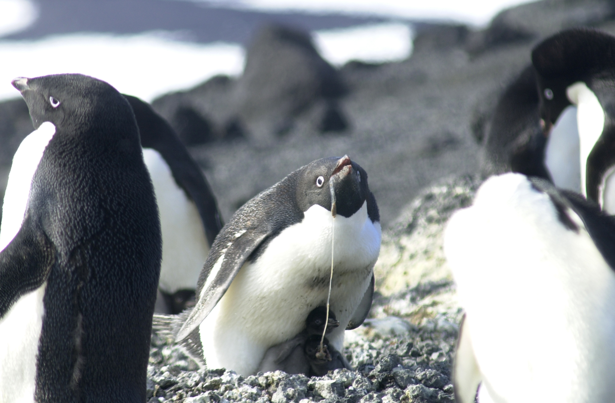 Liquid runs out of adult penguin's mouth.