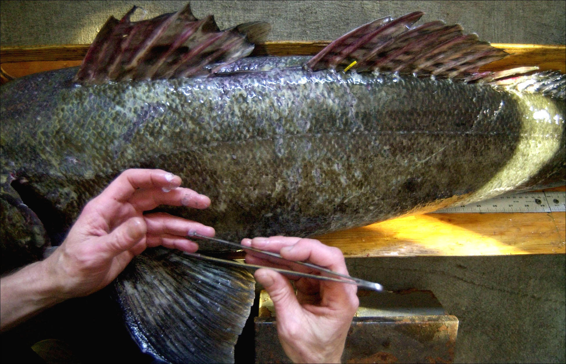 Person plucks fish scales using tweezers.