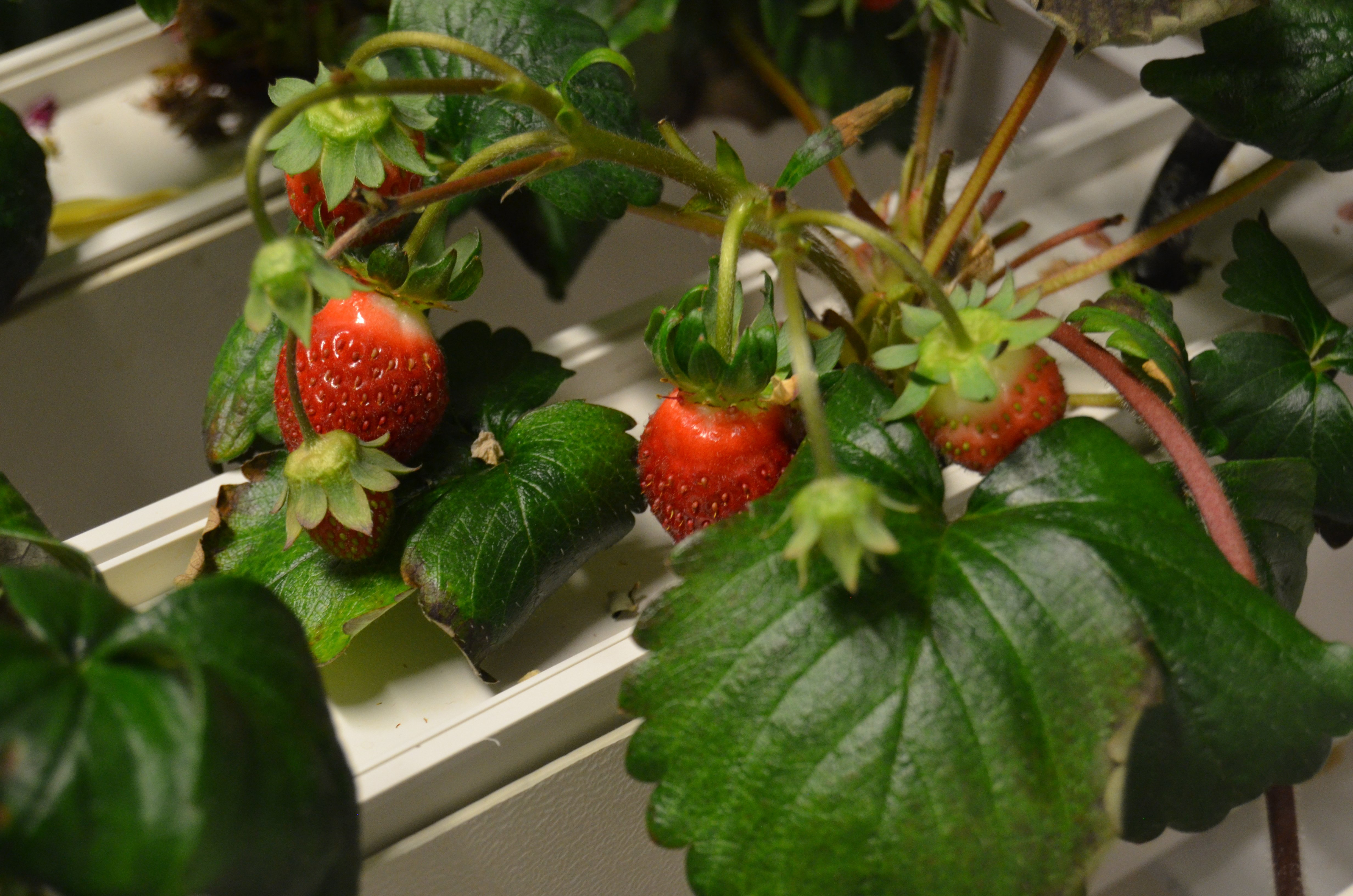 Strawberries