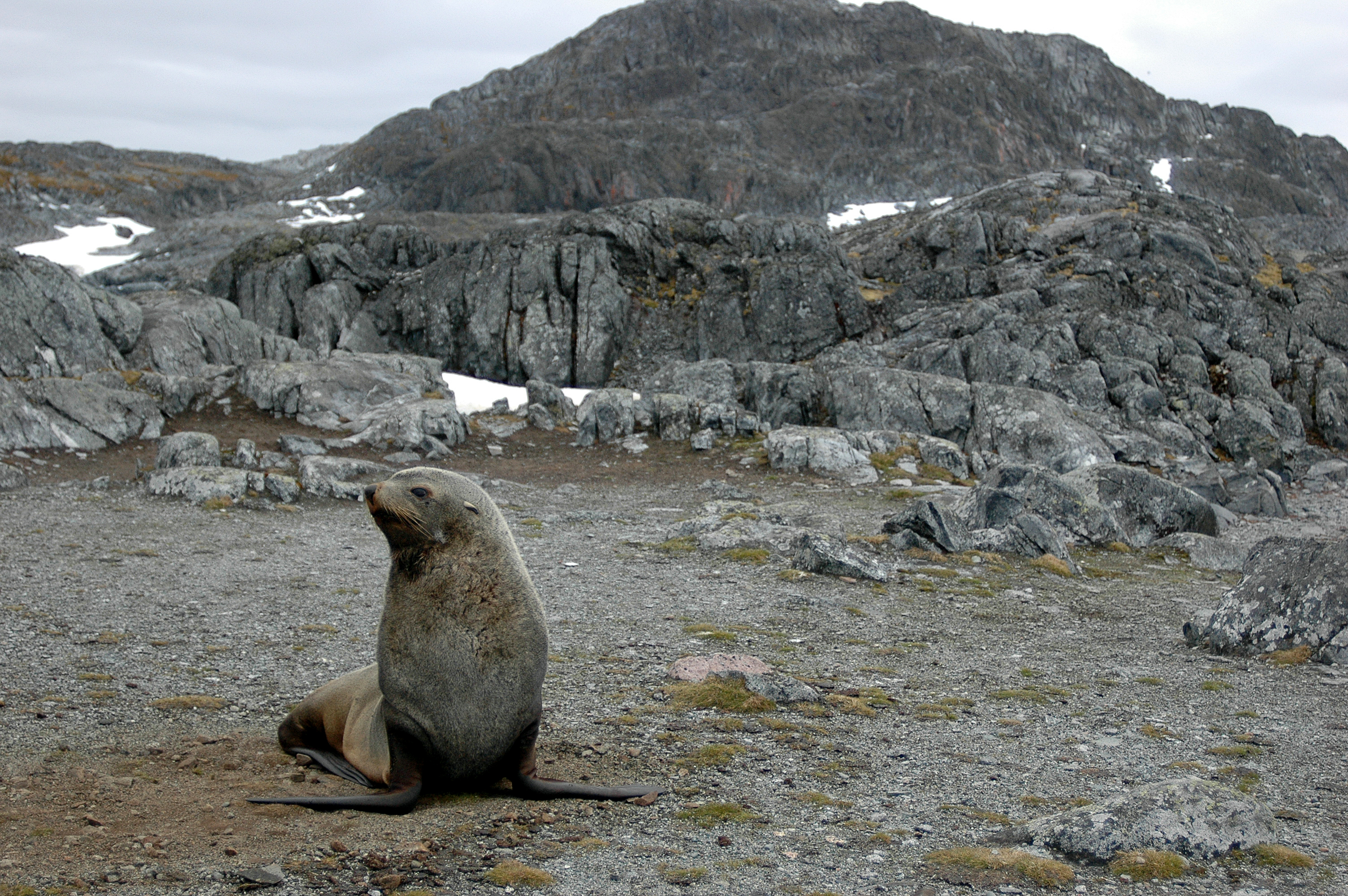 A seal.