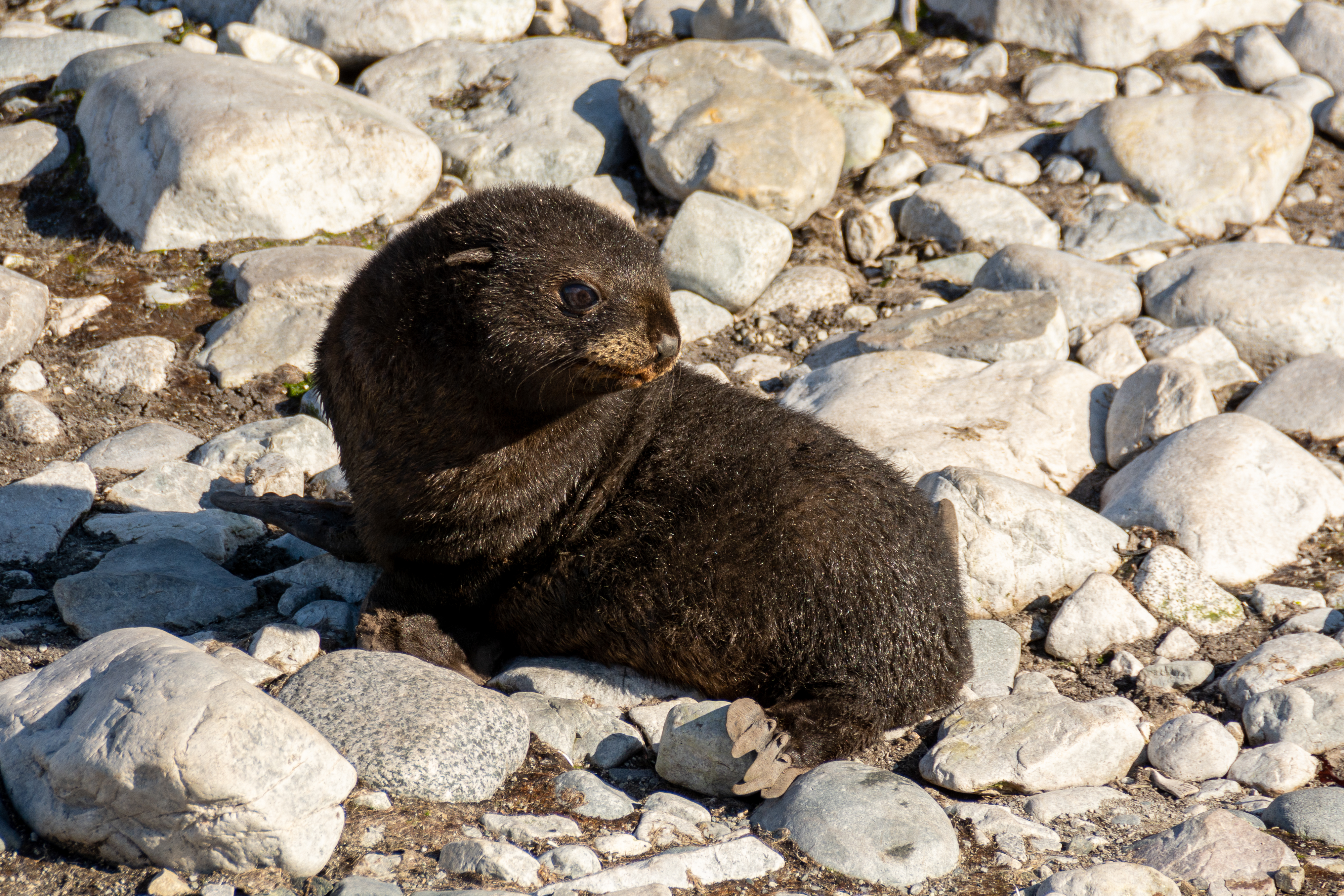 A baby seal sits on a rocky beach.