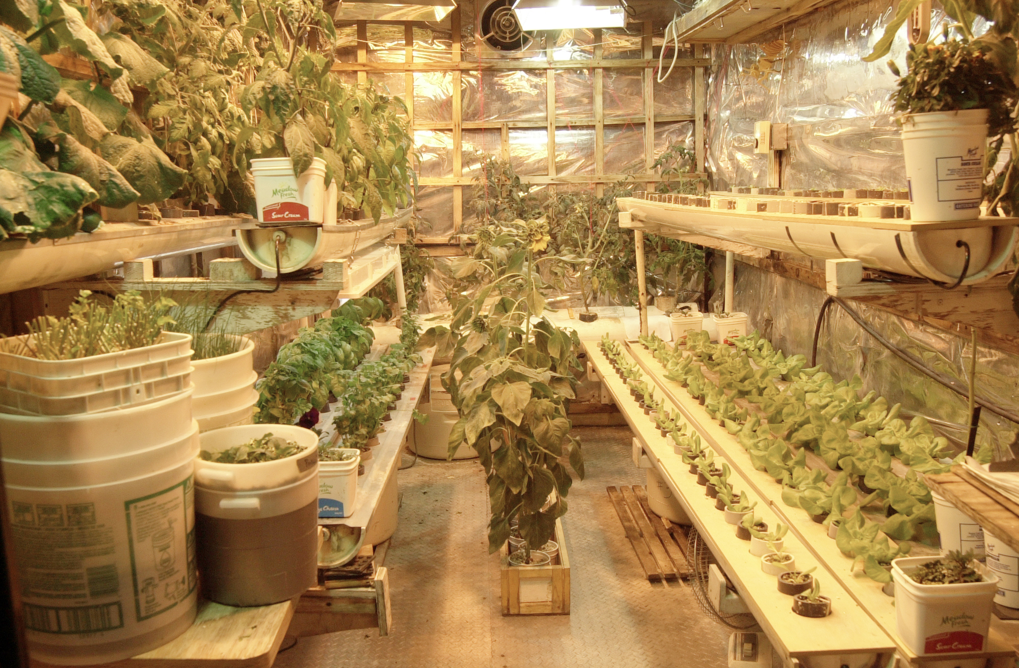 Inside a small greenhouse.