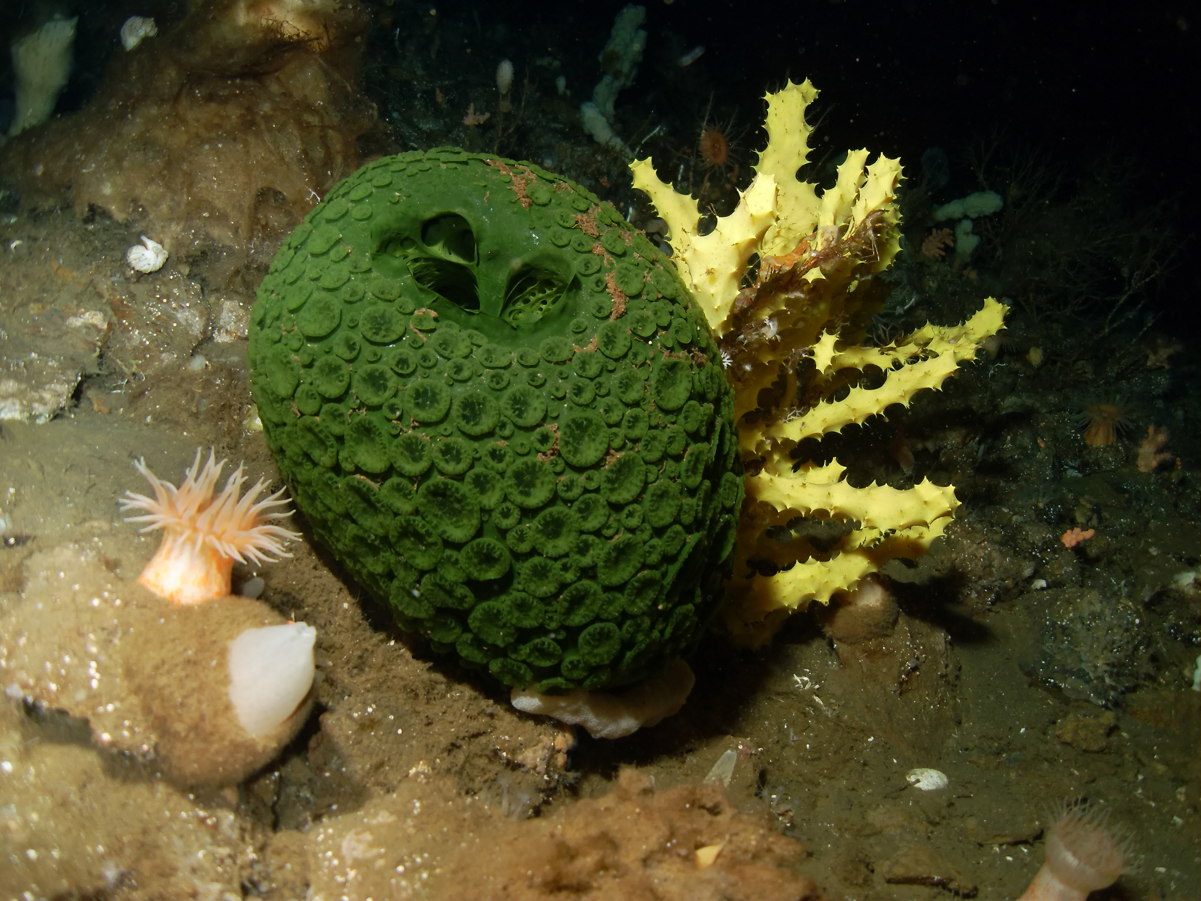 A sea sponge on the seafloor.