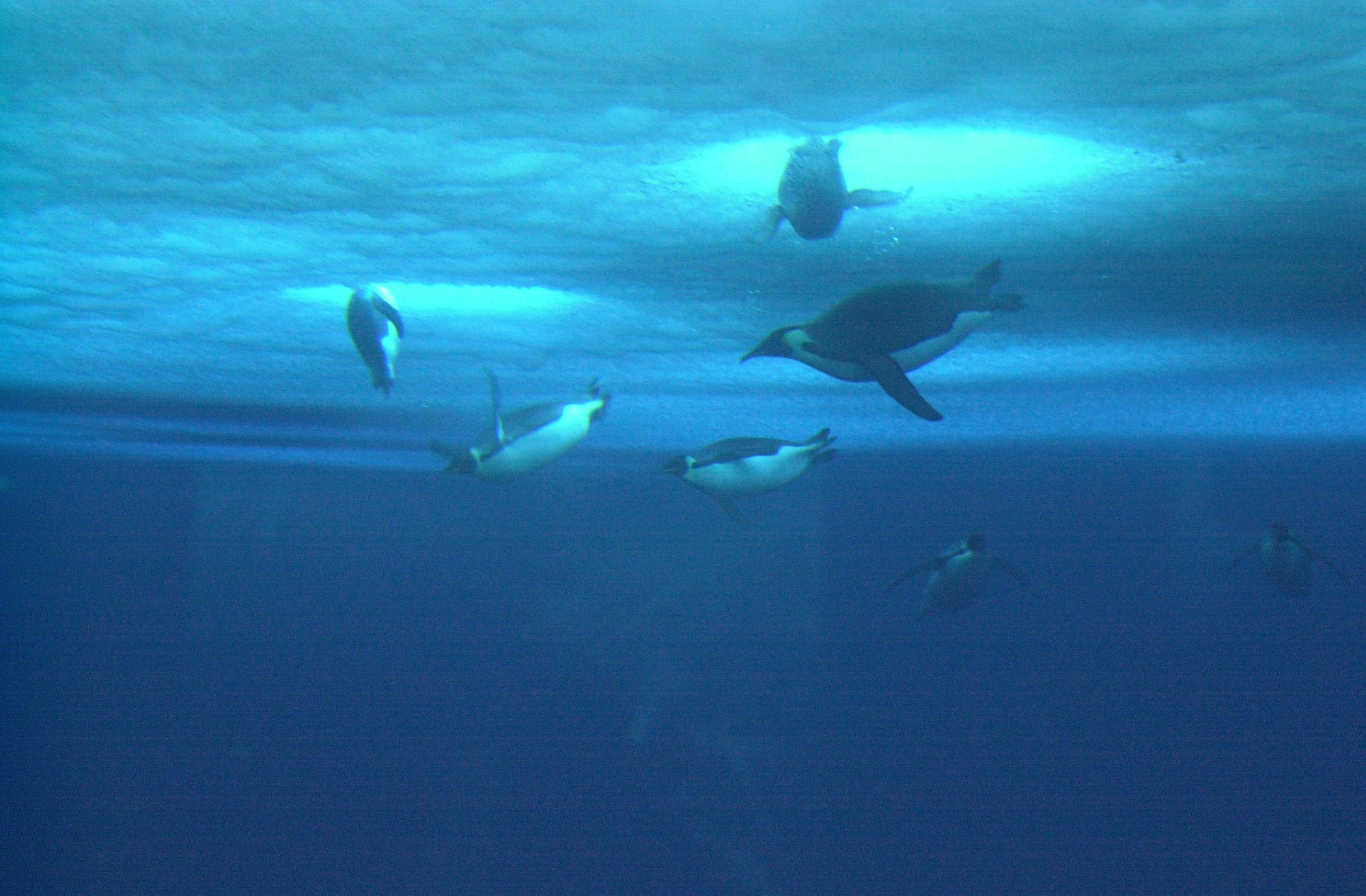 A group of penguins swim under ice.