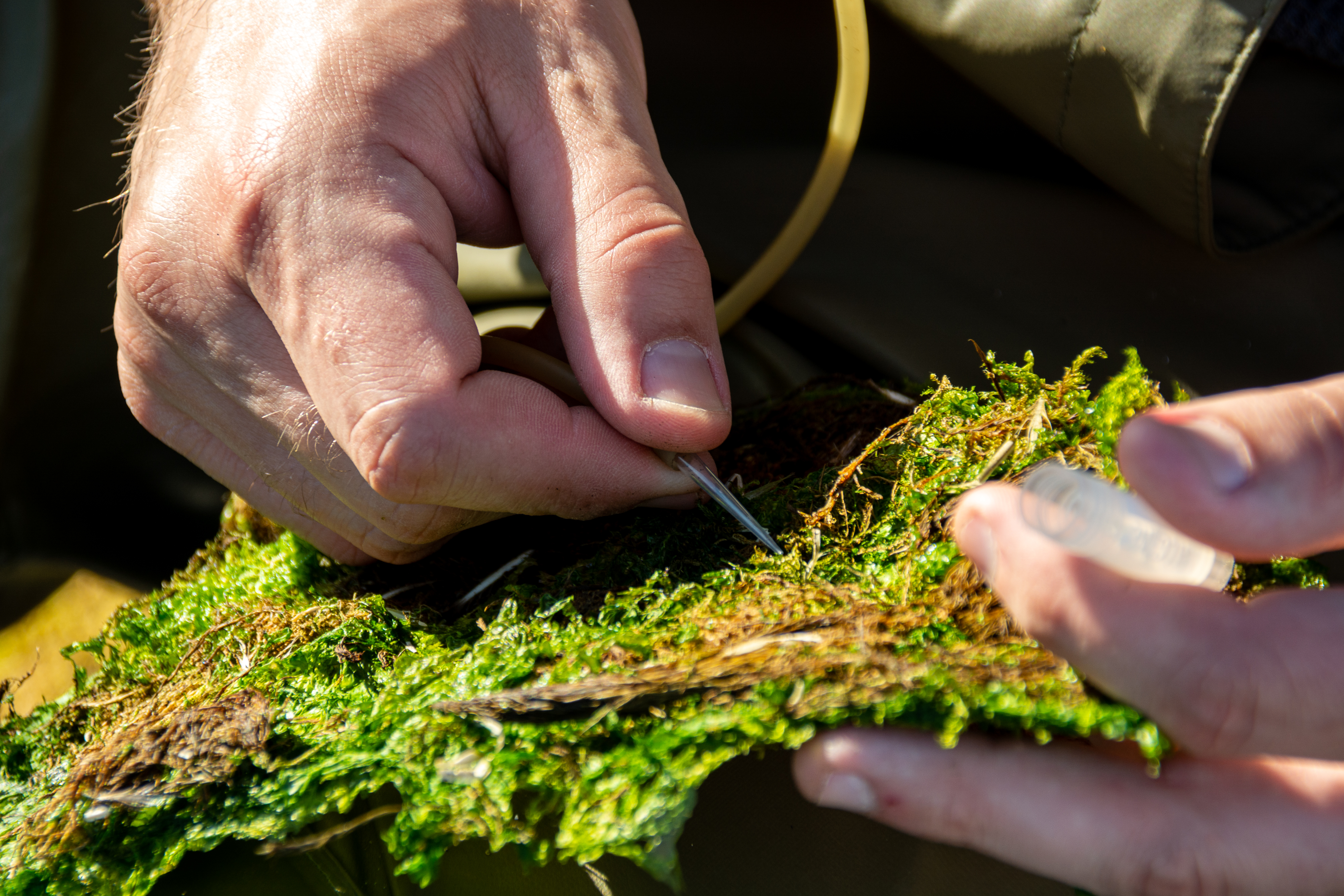 Closeup of a scientist collecting samples of larvae from moss. 
