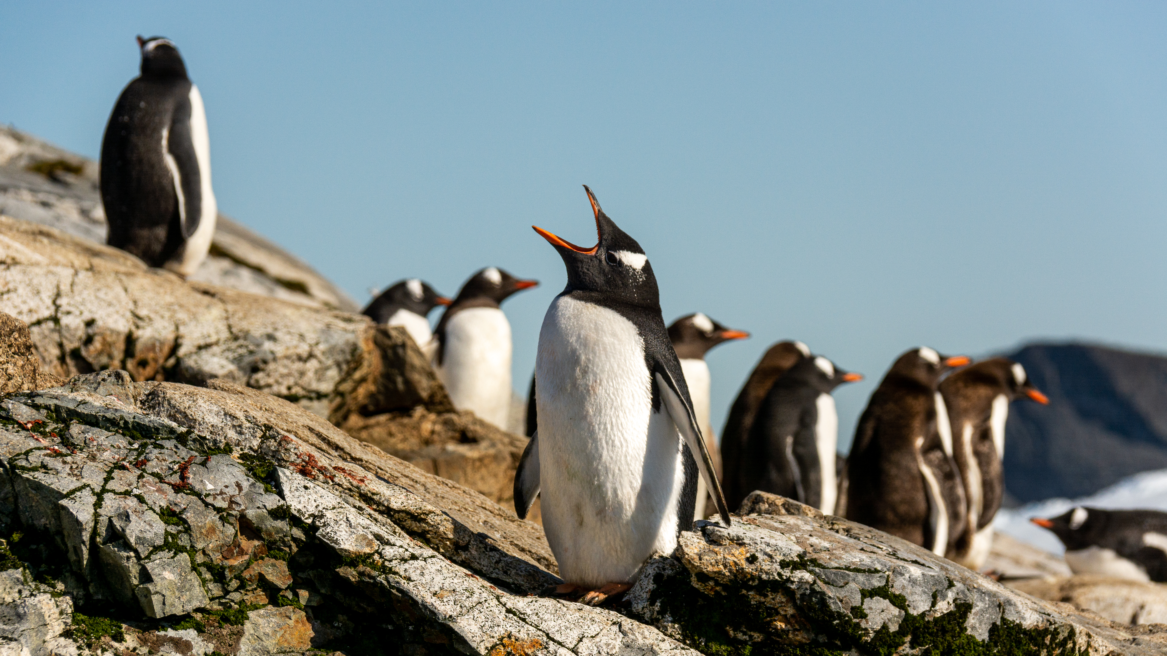 A group of penguins on a rock