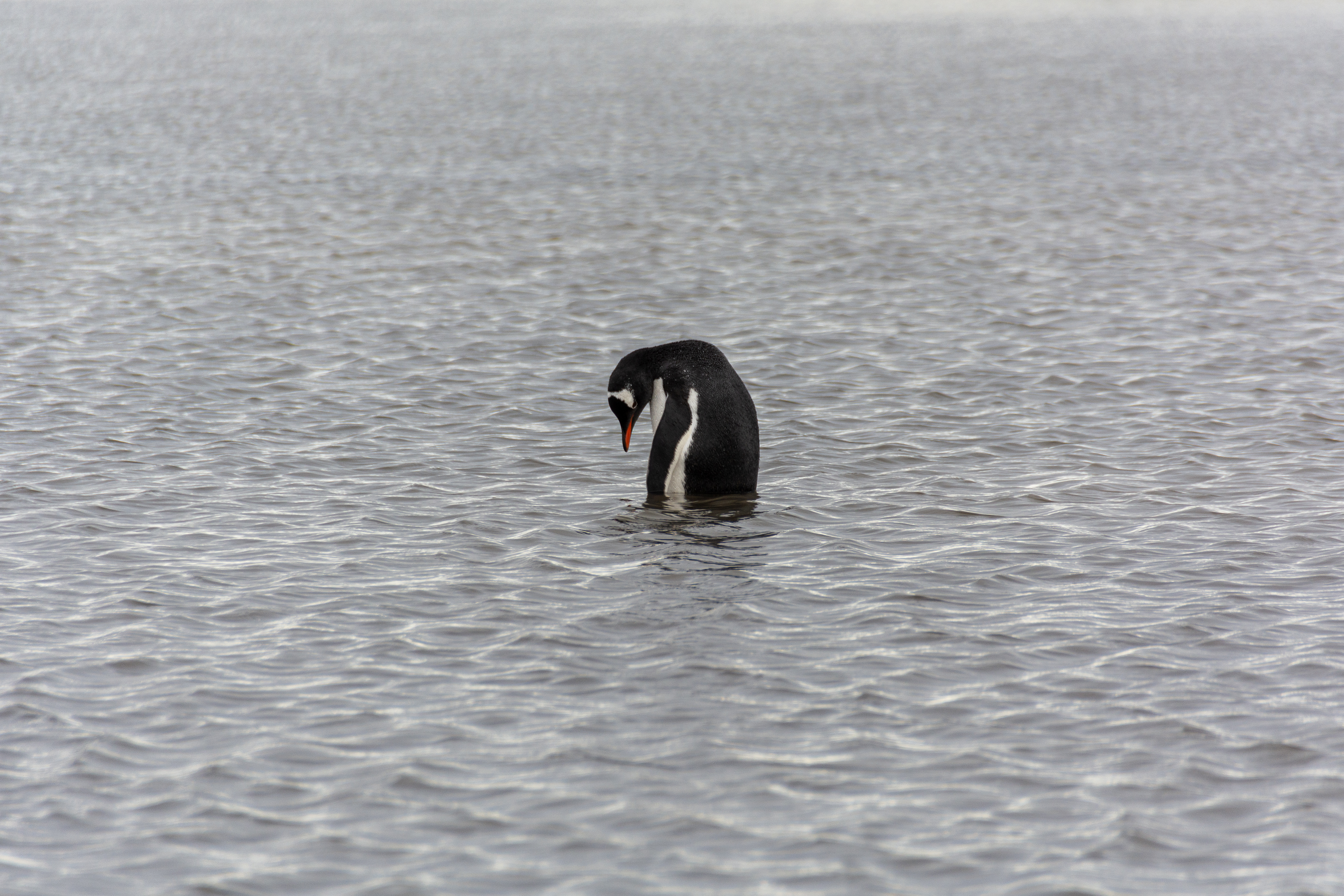 A lone penguin stands in water. 