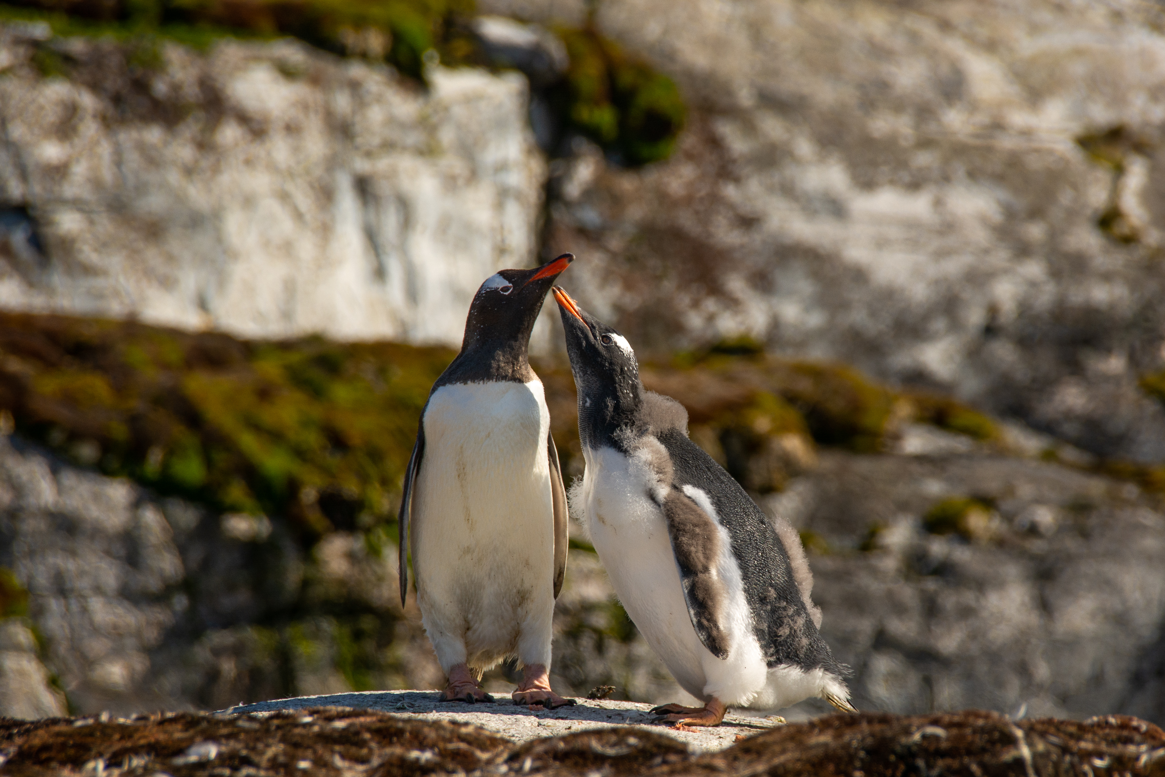 A juvenile penguin touches the beak of an adult while standing on a rock. 