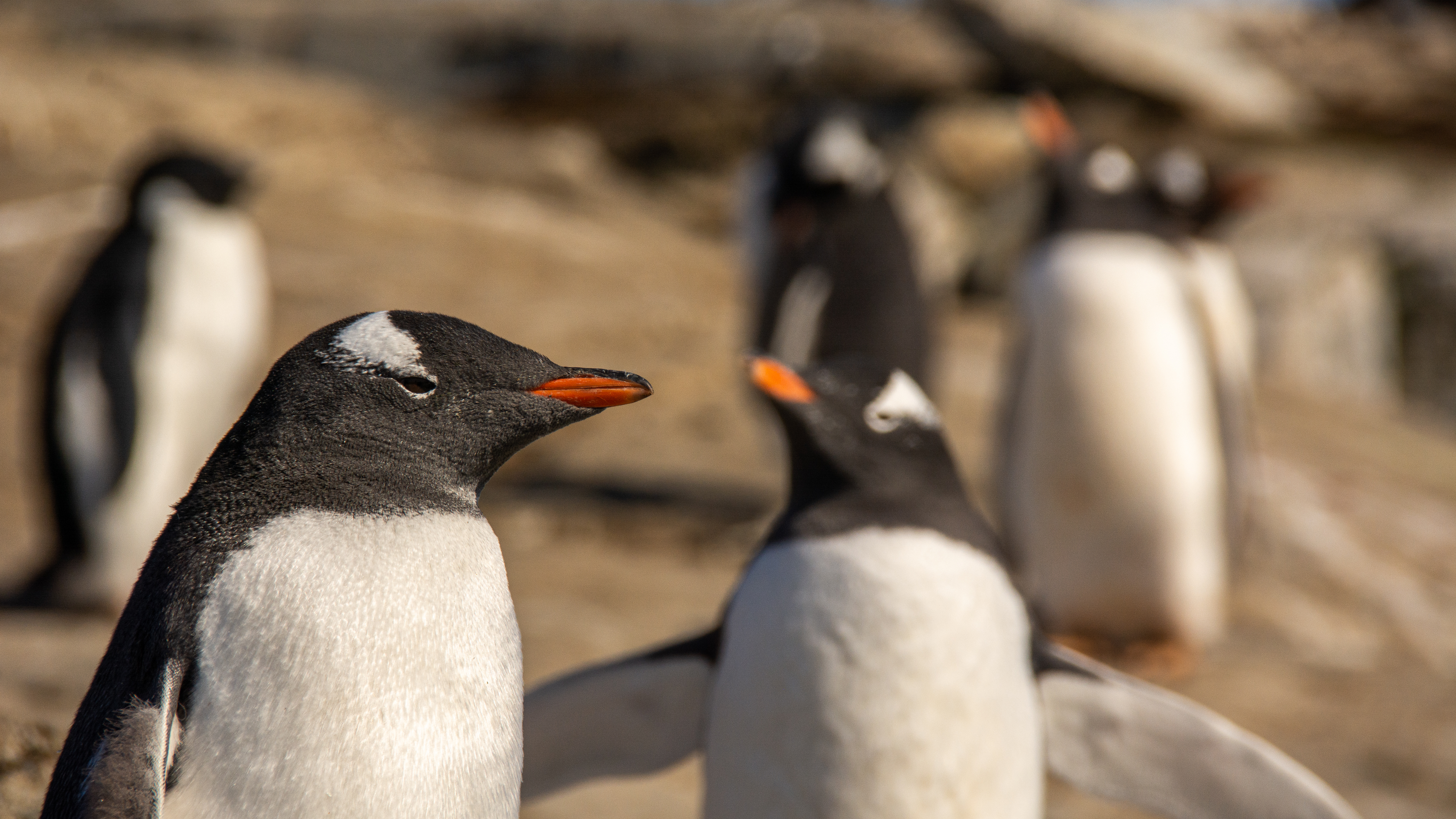 Several standing penguins. 