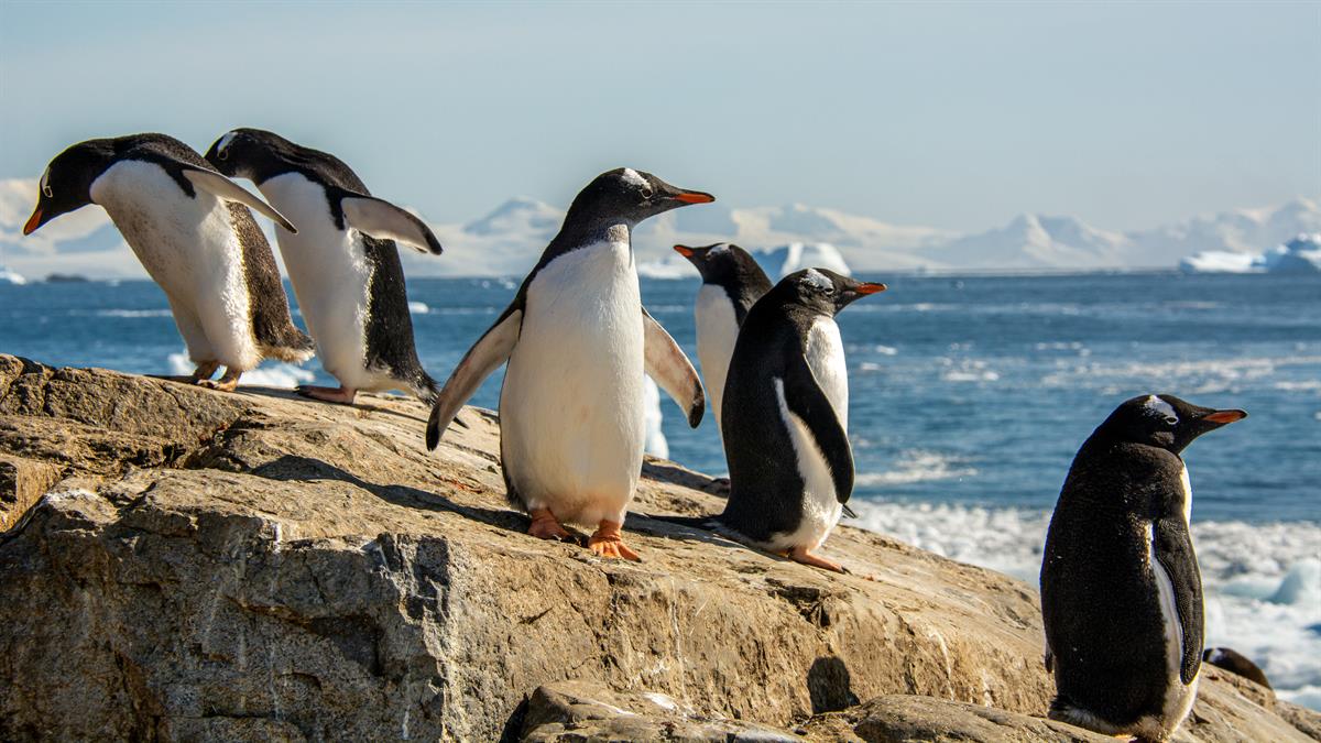 Antarctic Photo Library - Photo Details - Gentoo_Penguins_Rocks_Shore ...