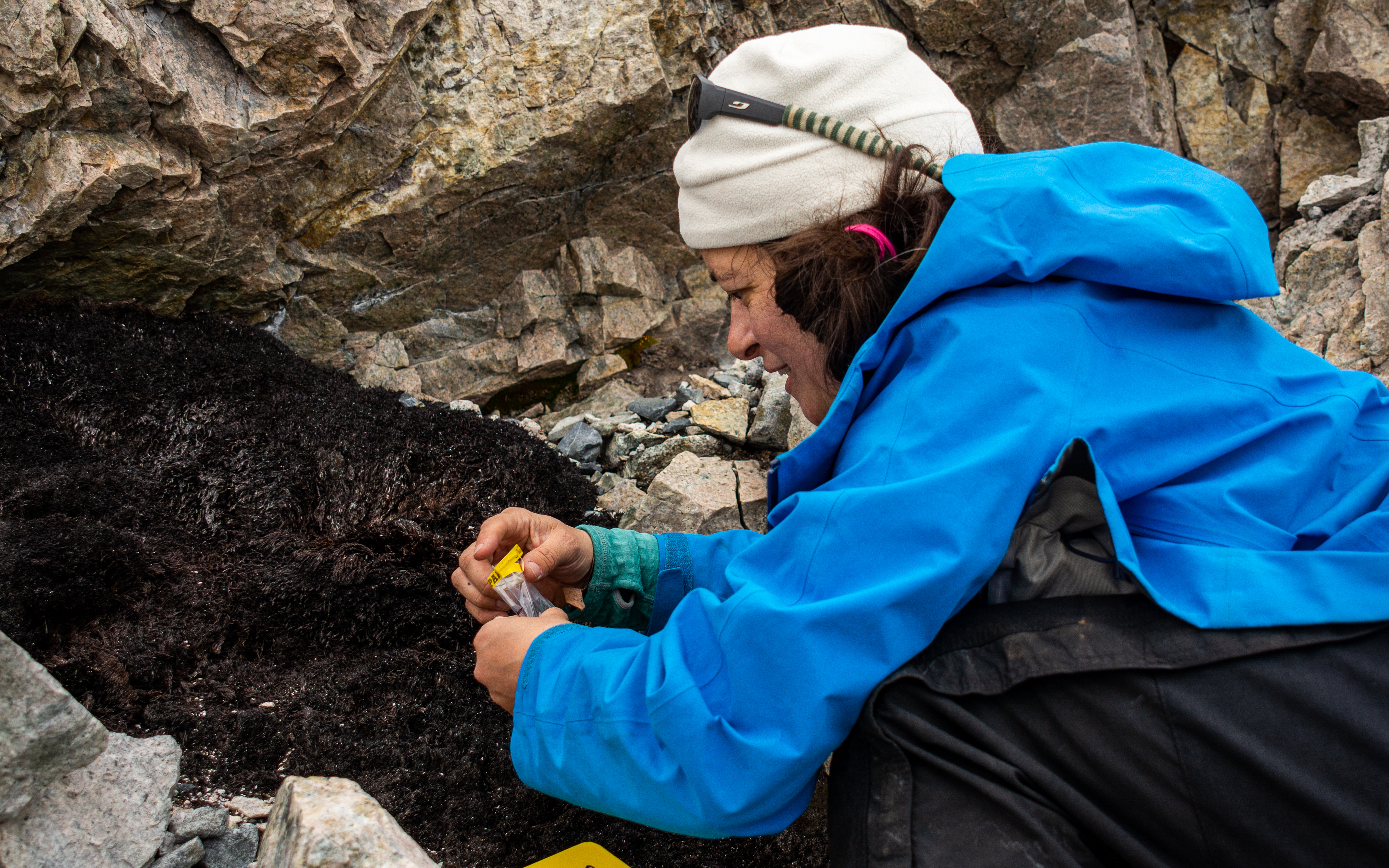 A scientist picks up pieces of black moss. 
