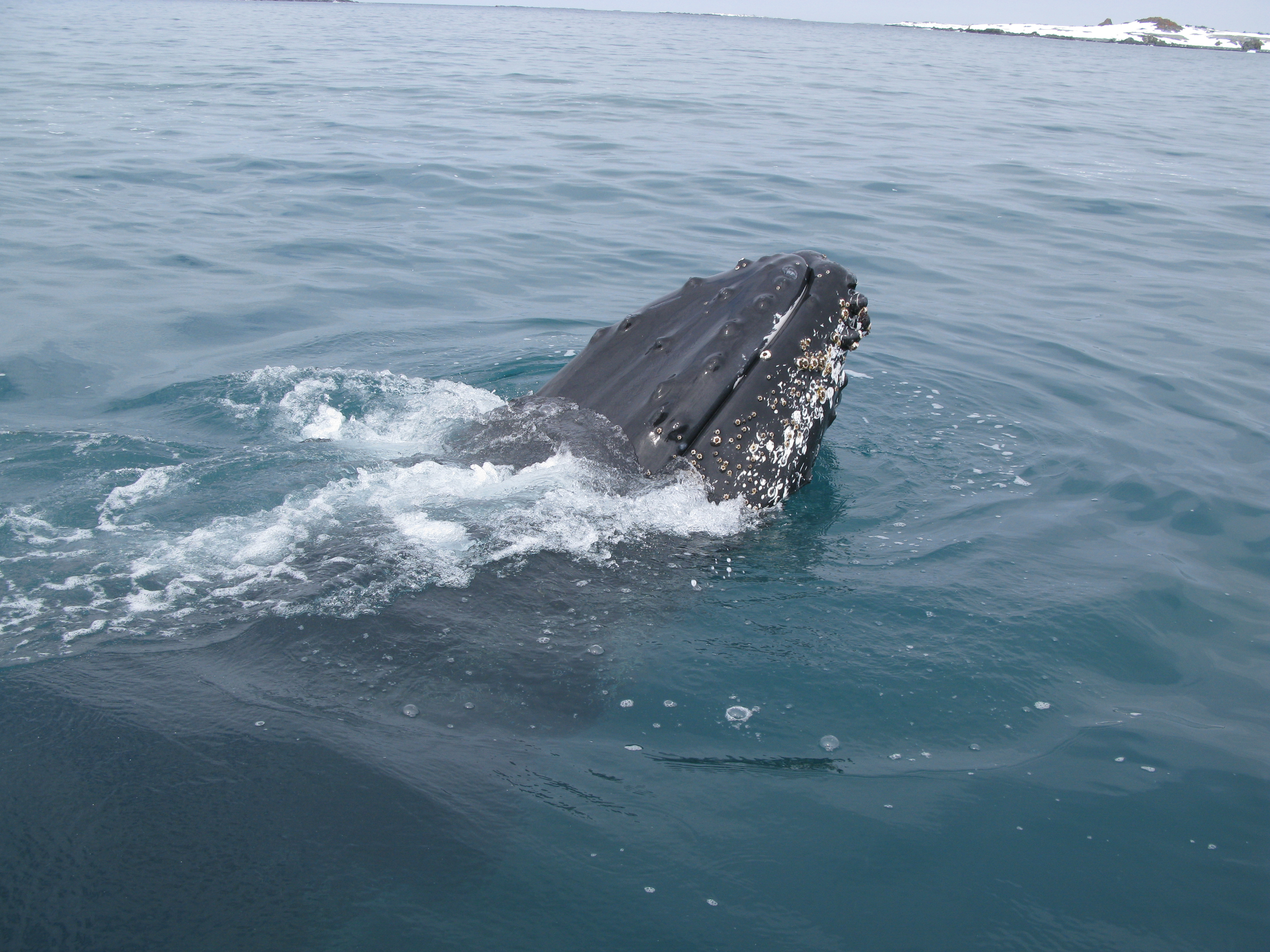 A whale breaks the surface of the water.