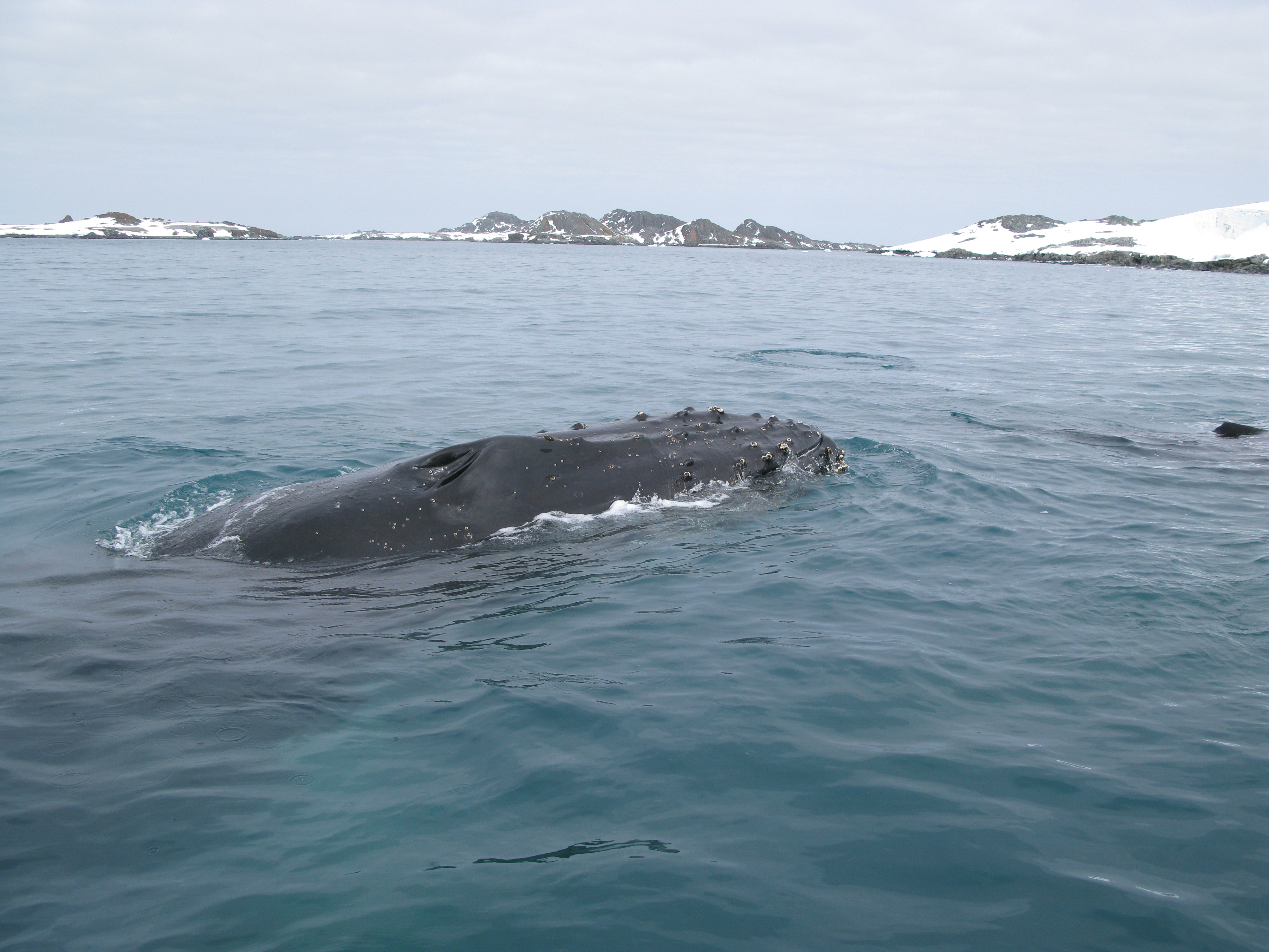 A whale breaks the surface of the water.