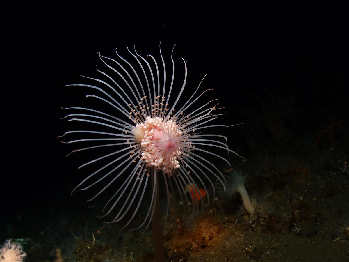 Antarctic Photo Library - Photo Details - HYDROID.JPG