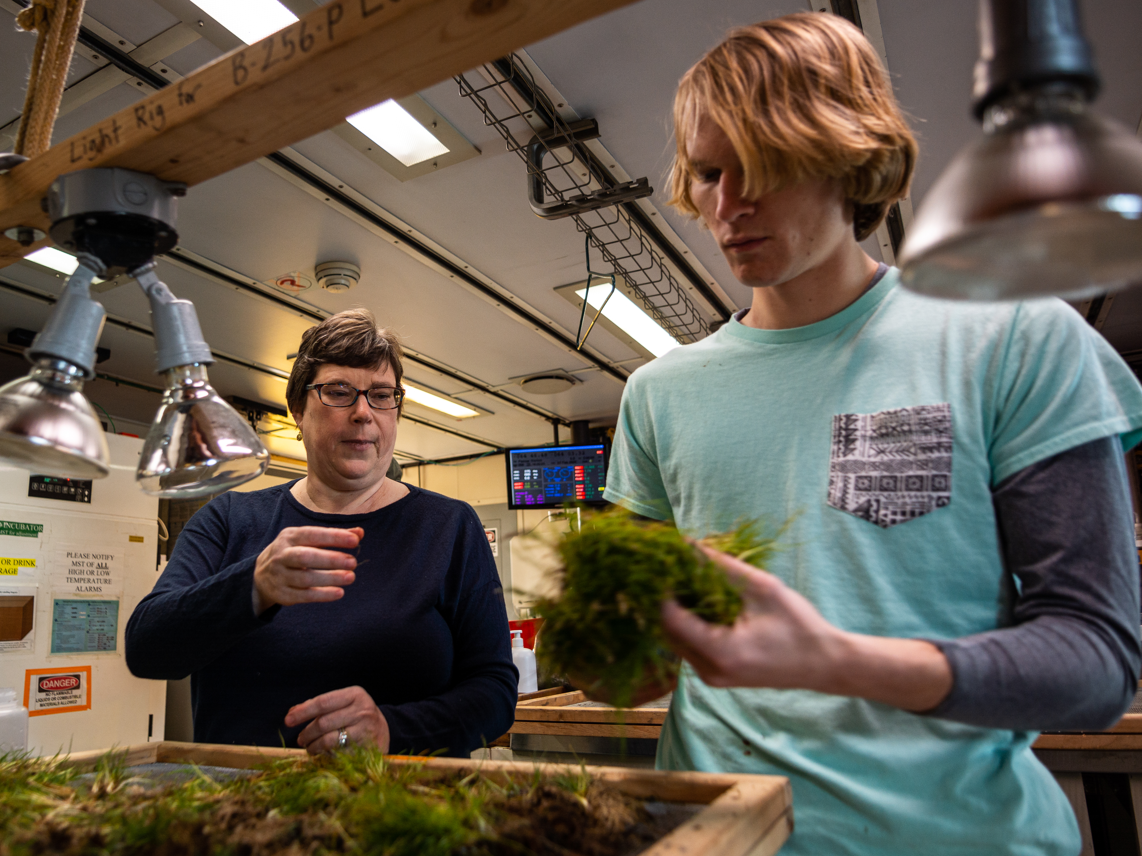 Two scientists in a lab sorting grass clumps. 