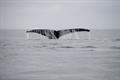 Whale tail breaches the water in the Southern Ocean off the Antarctic Peninsula.