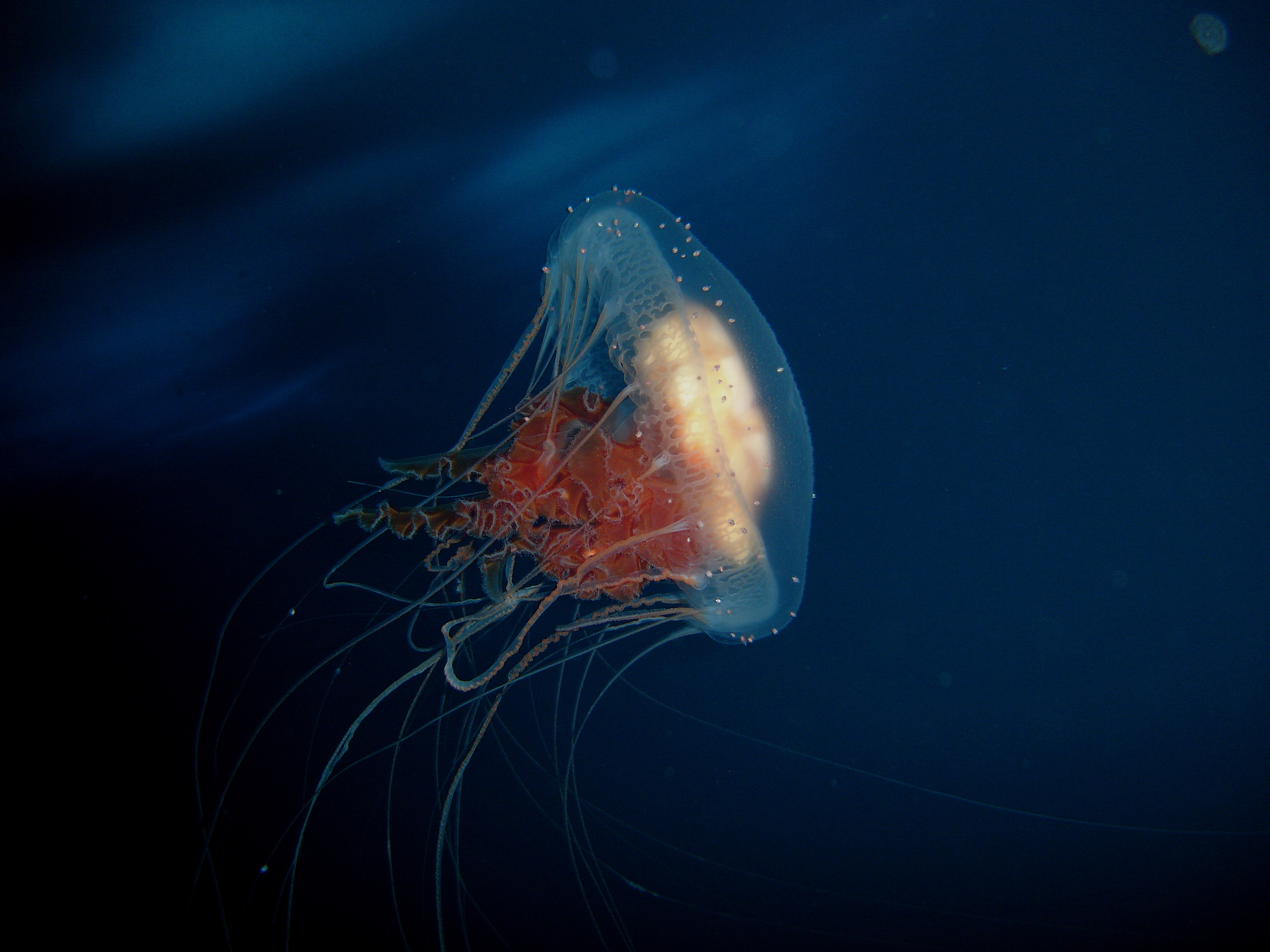 Jellyfish swims through the water.