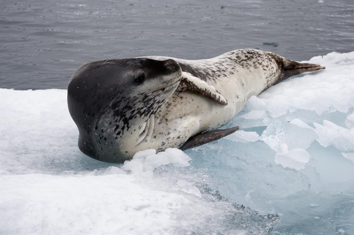 Antarctic Photo Library - Photo Details - LeopardSeal_2.jpg