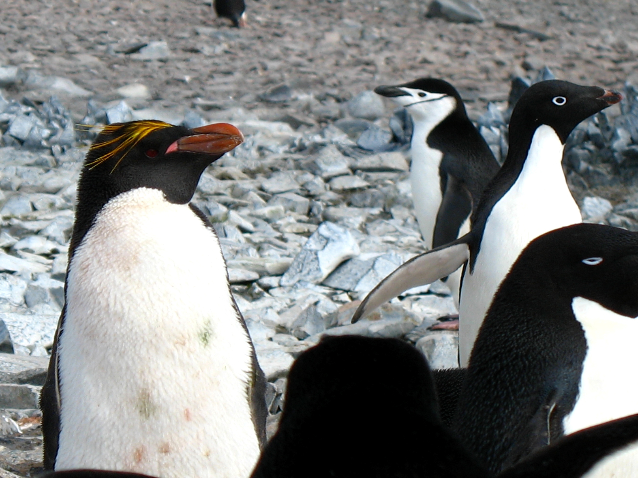 Penguins.