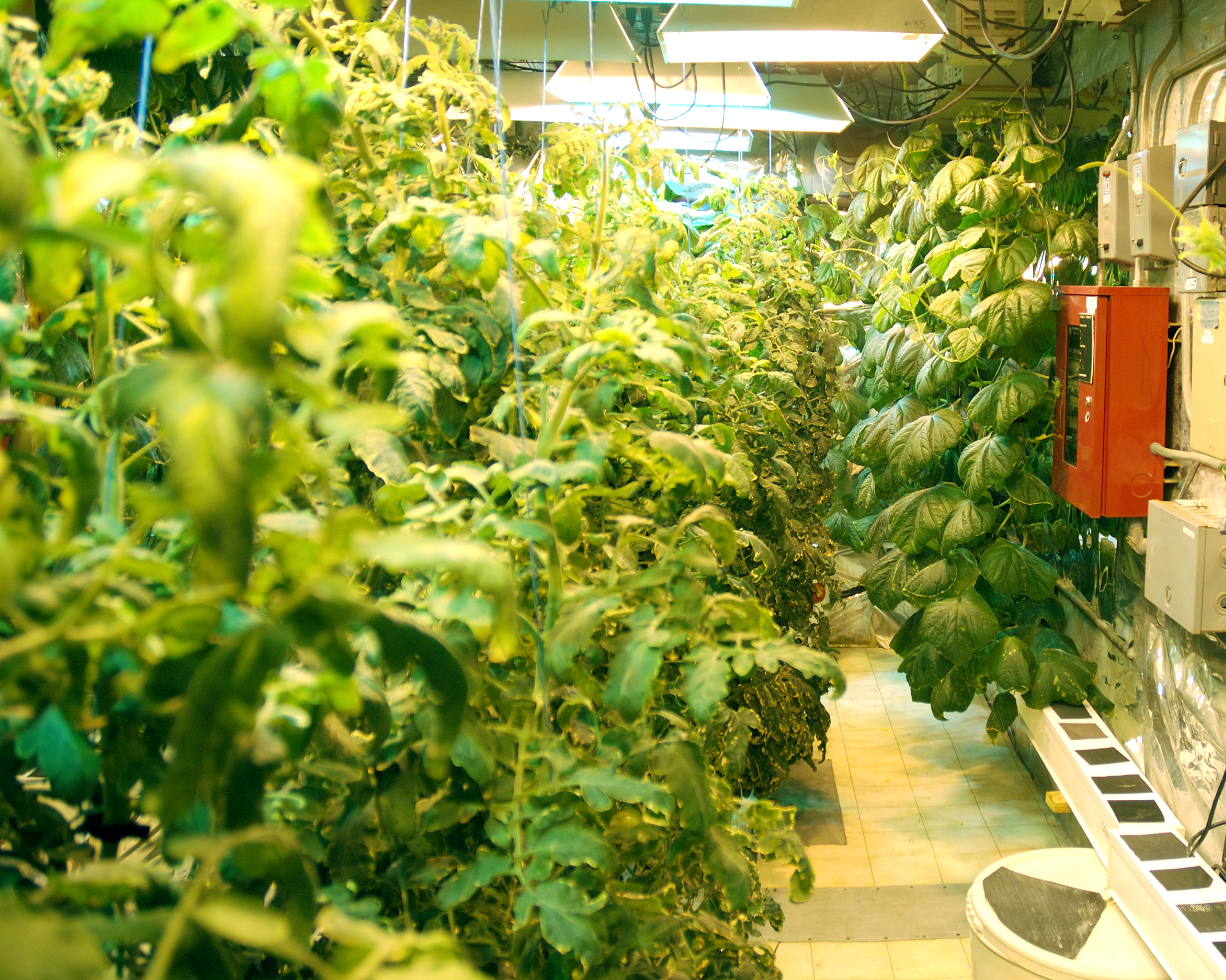 Inside a greenhouse.