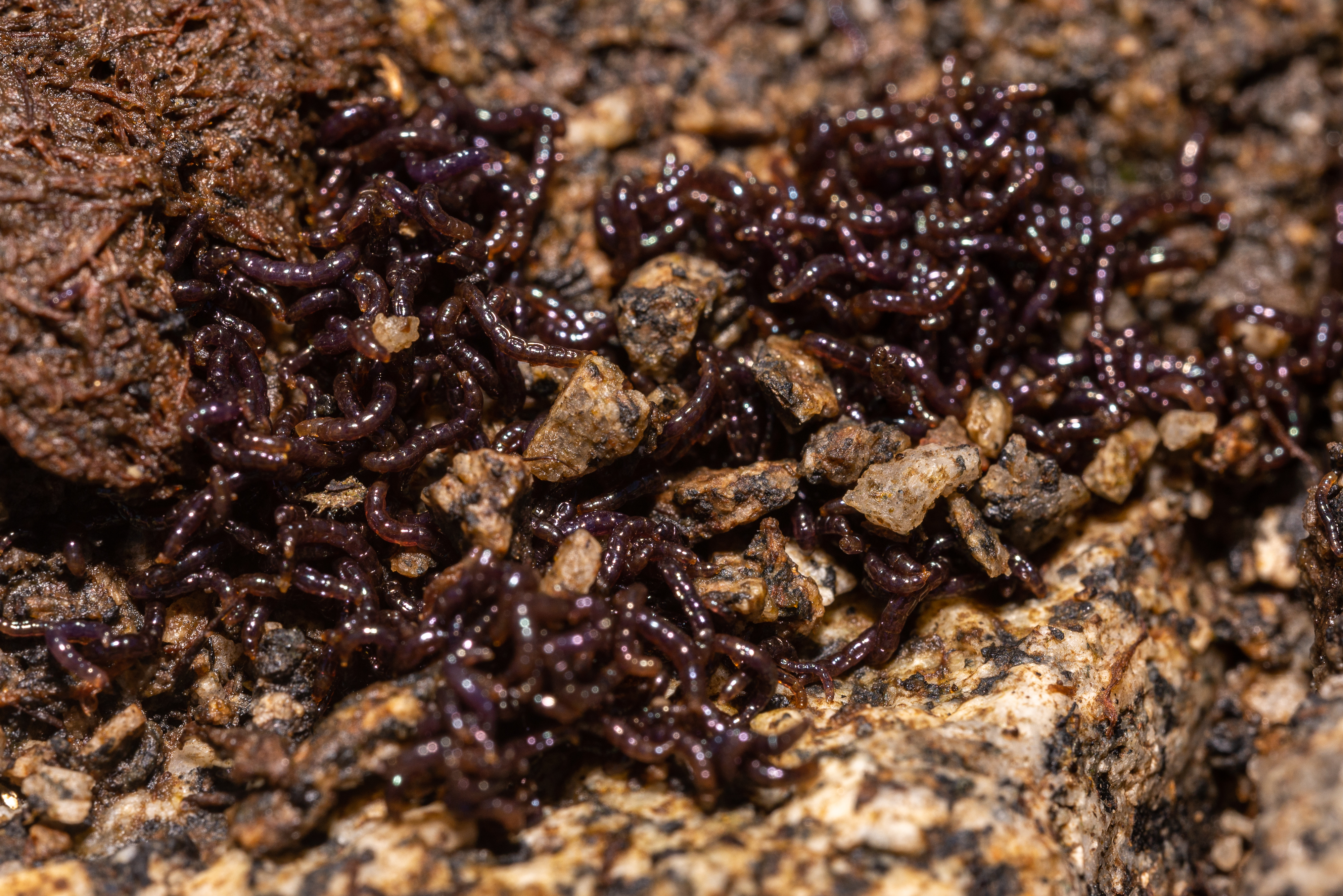 A mass of worm-like larvae clustered on a rock. 